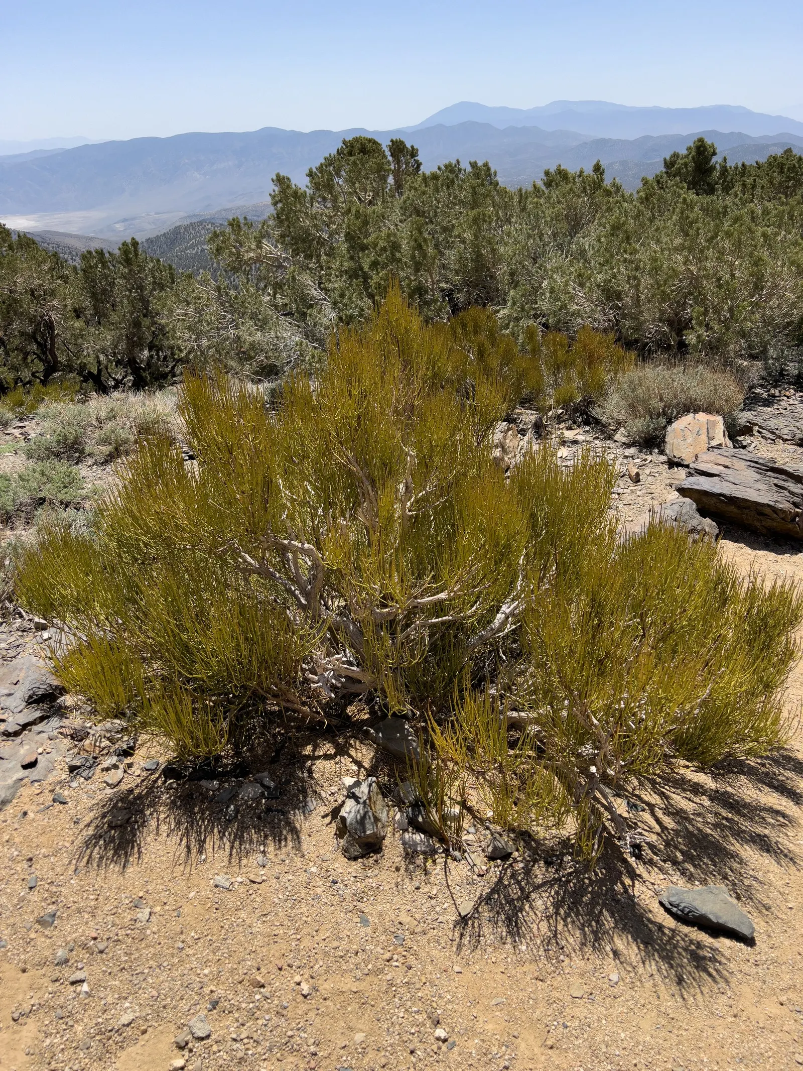 Mormon Tea (Ephedra Viridis) — making it an excellent choice for water-wise landscapes and rock gardens; jointed green stems that lack traditional, image 93