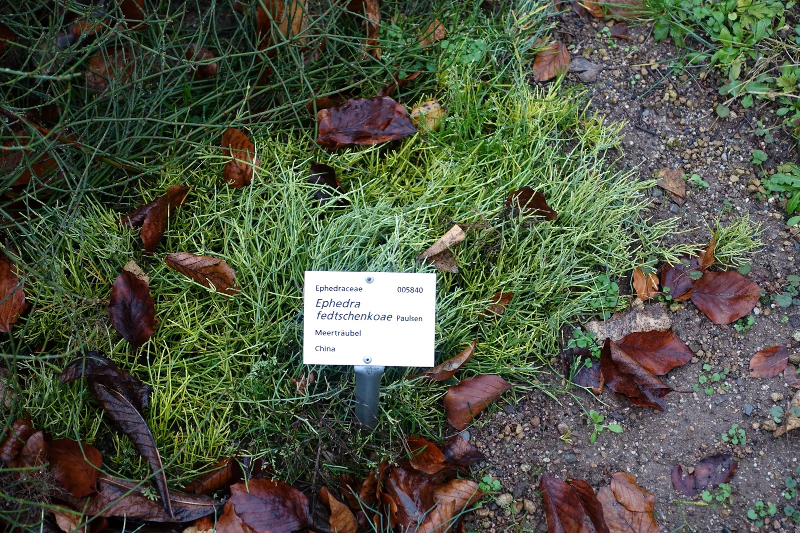 Mormon Tea (Ephedra Viridis) — jointed green stems that lack traditional leaves and can reach heights between 2 and 4 feet