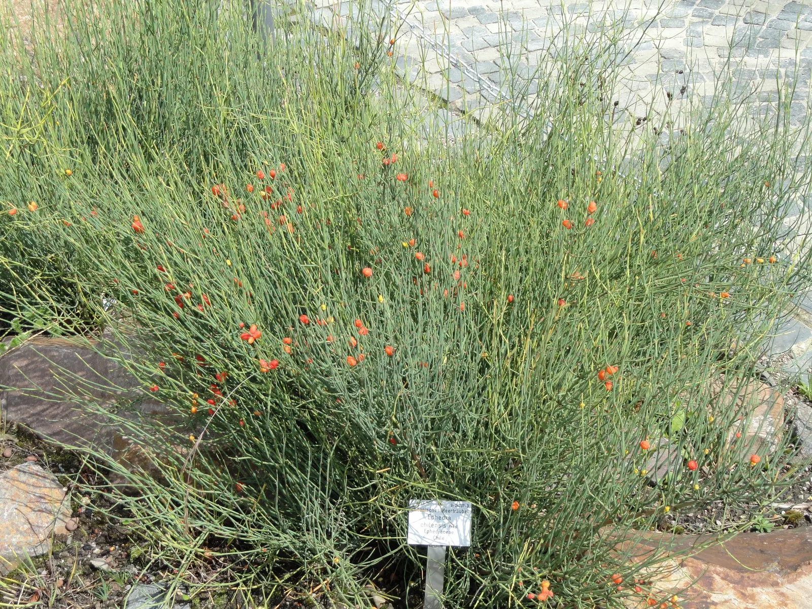 Mormon Tea (Ephedra Viridis) — making it an excellent choice for water-wise landscapes and rock gardens