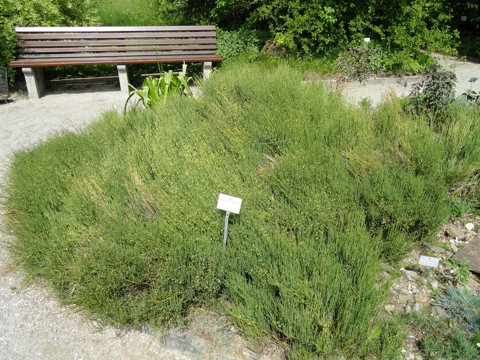 Mormon Tea (Ephedra Viridis) — creating a unique textural component in the landscape