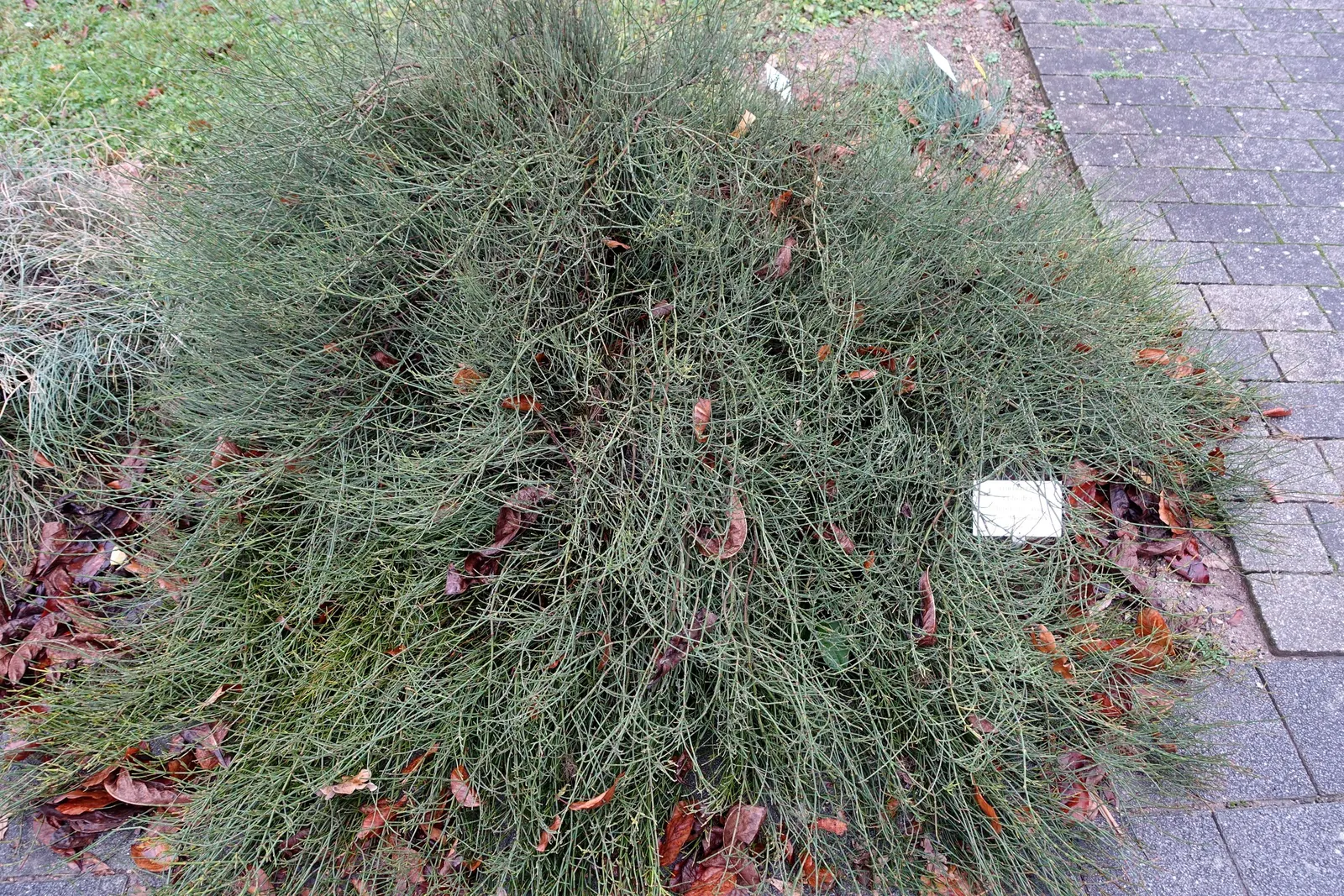 Mormon Tea (Ephedra Viridis) — This resilient plant is known for its striking