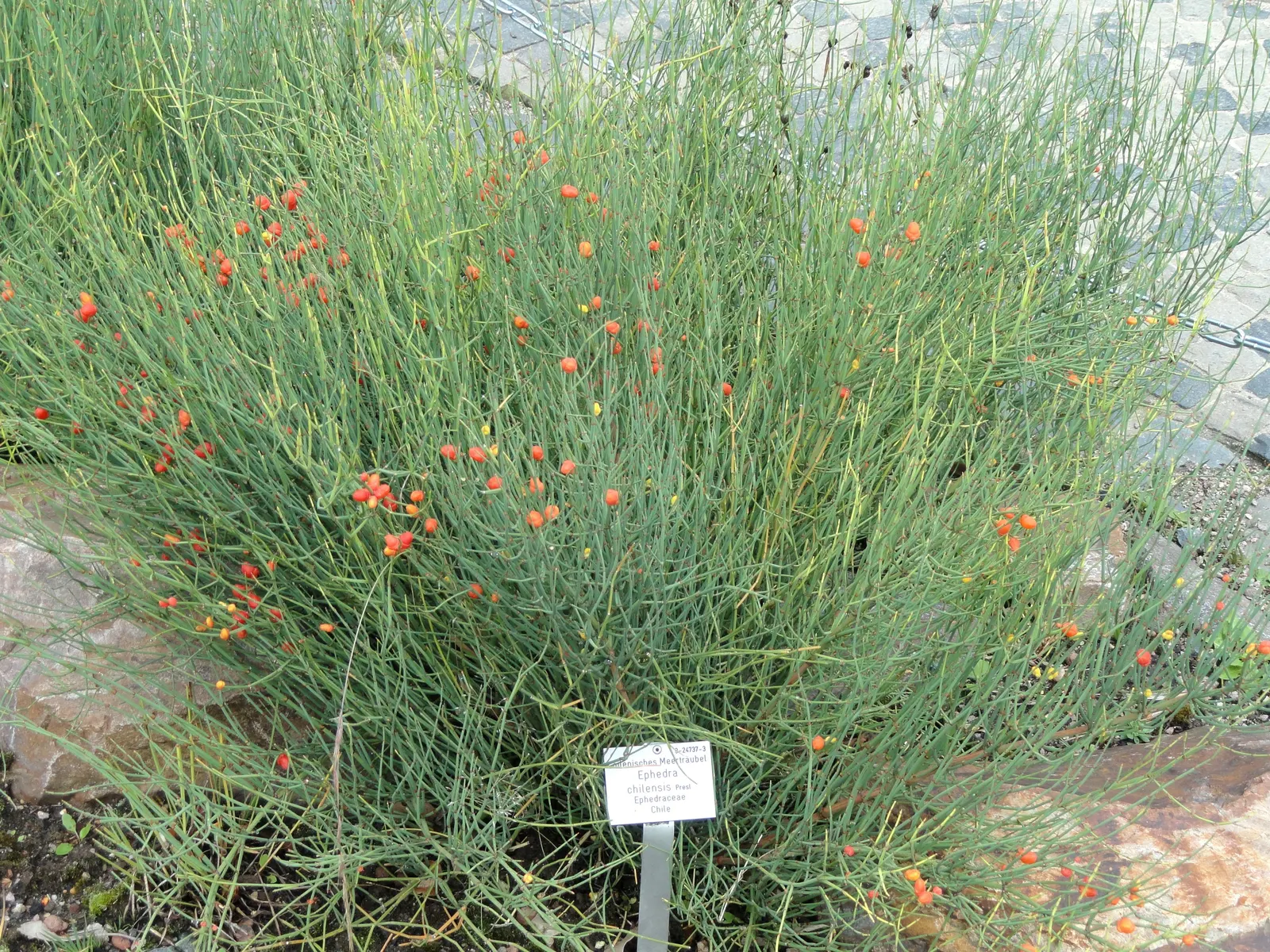 Mormon Tea (Ephedra Viridis) — Avoid excessive watering to promote healthy growth