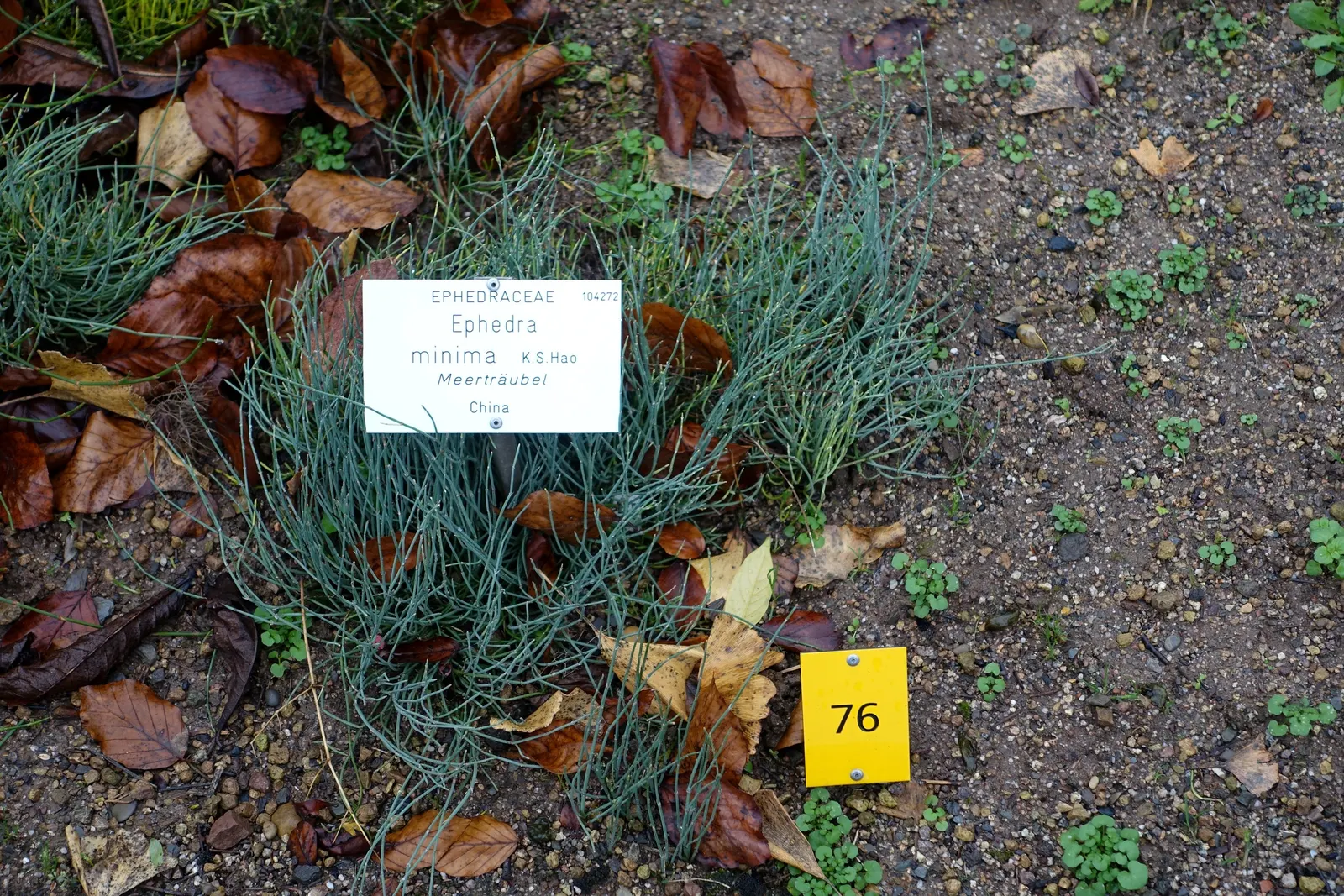 Mormon Tea (Ephedra Viridis) — Its jointed green stems are leafless, with tiny, scale-like leaves