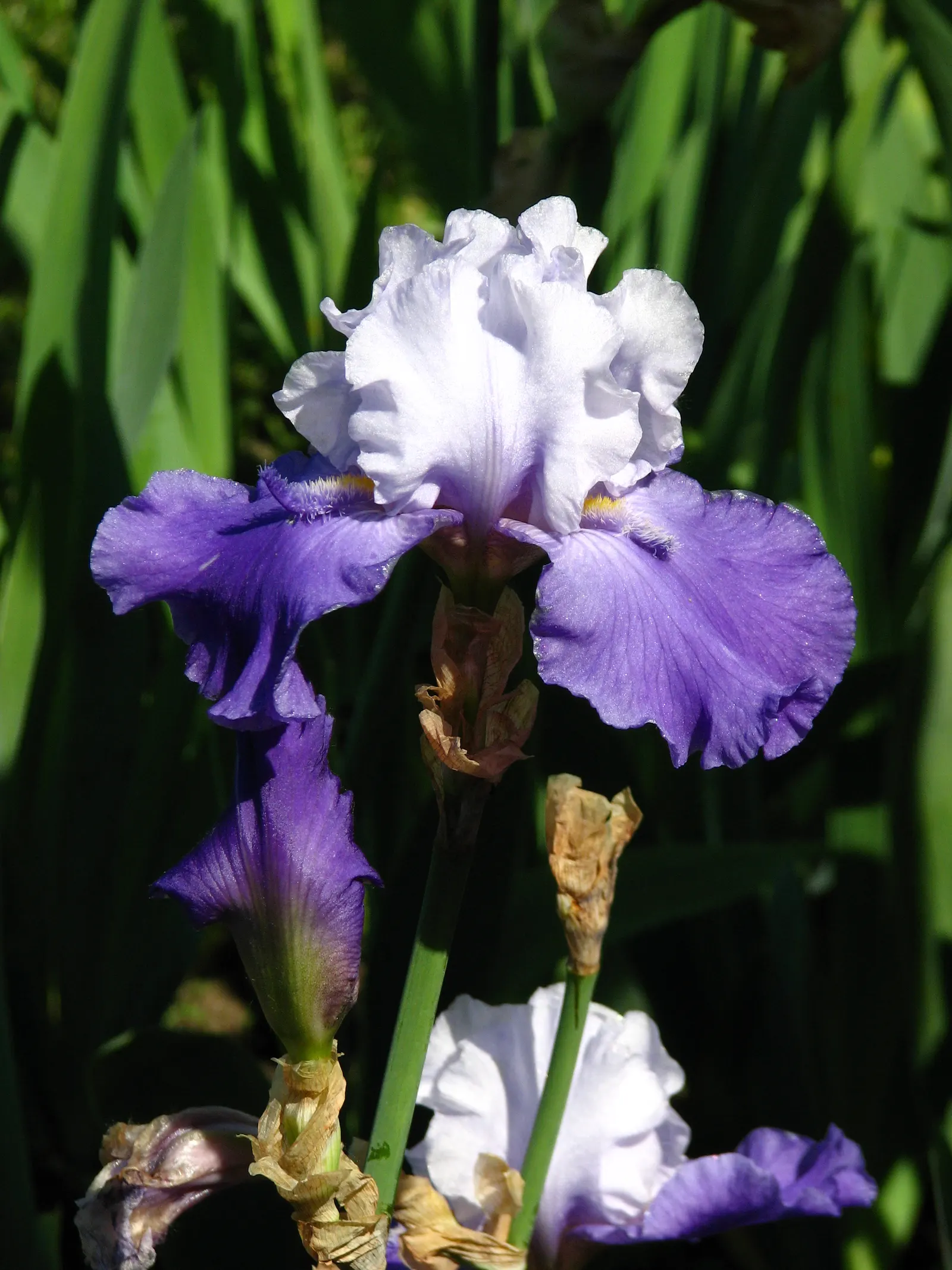 African Iris (Dietes Iridioides) — display pristine white petals marked with delicate yellow and violet-blue patterns; multi-colored and white, image 93