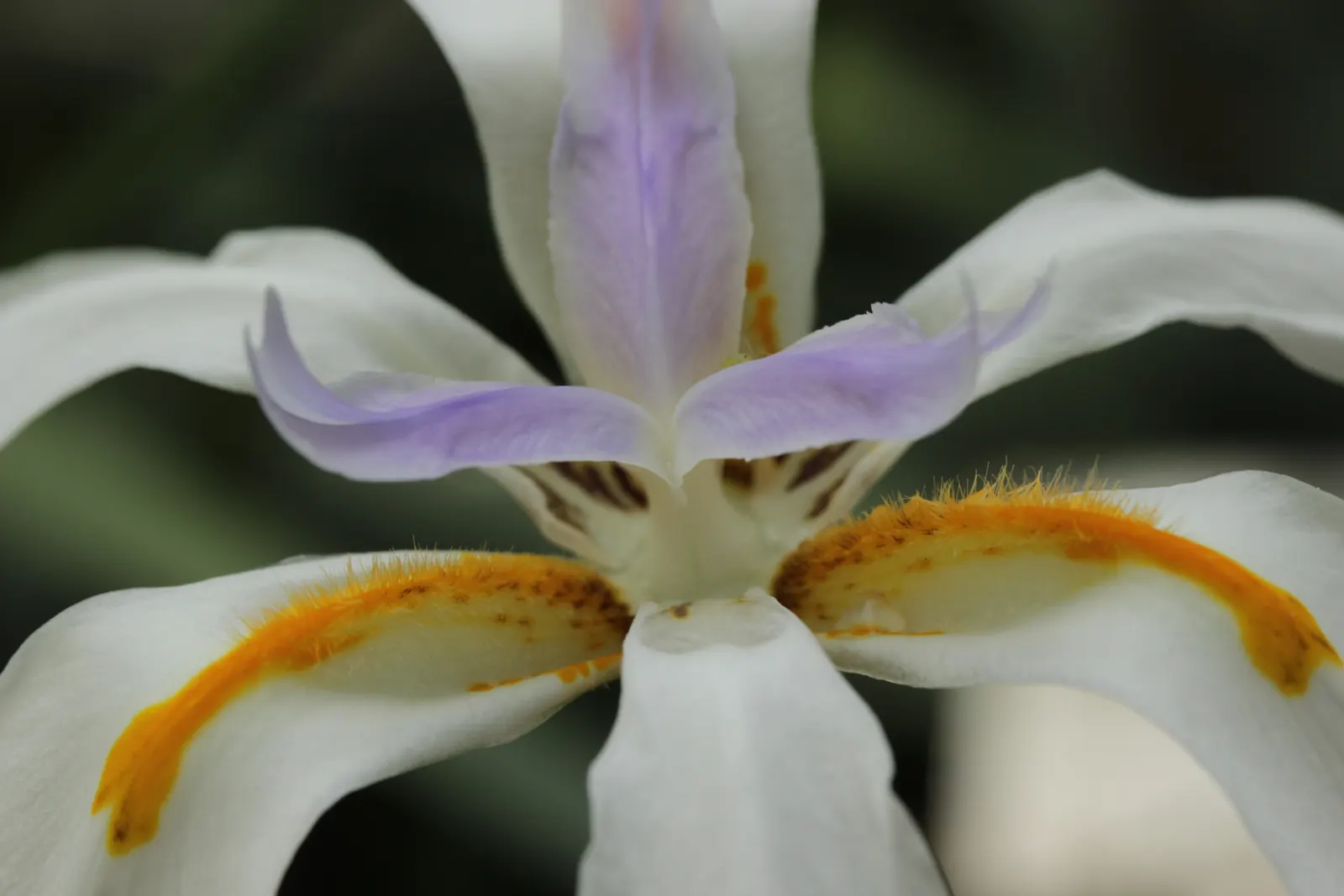 African Iris (Dietes Iridioides) — display pristine white petals marked with delicate yellow and violet-blue patterns