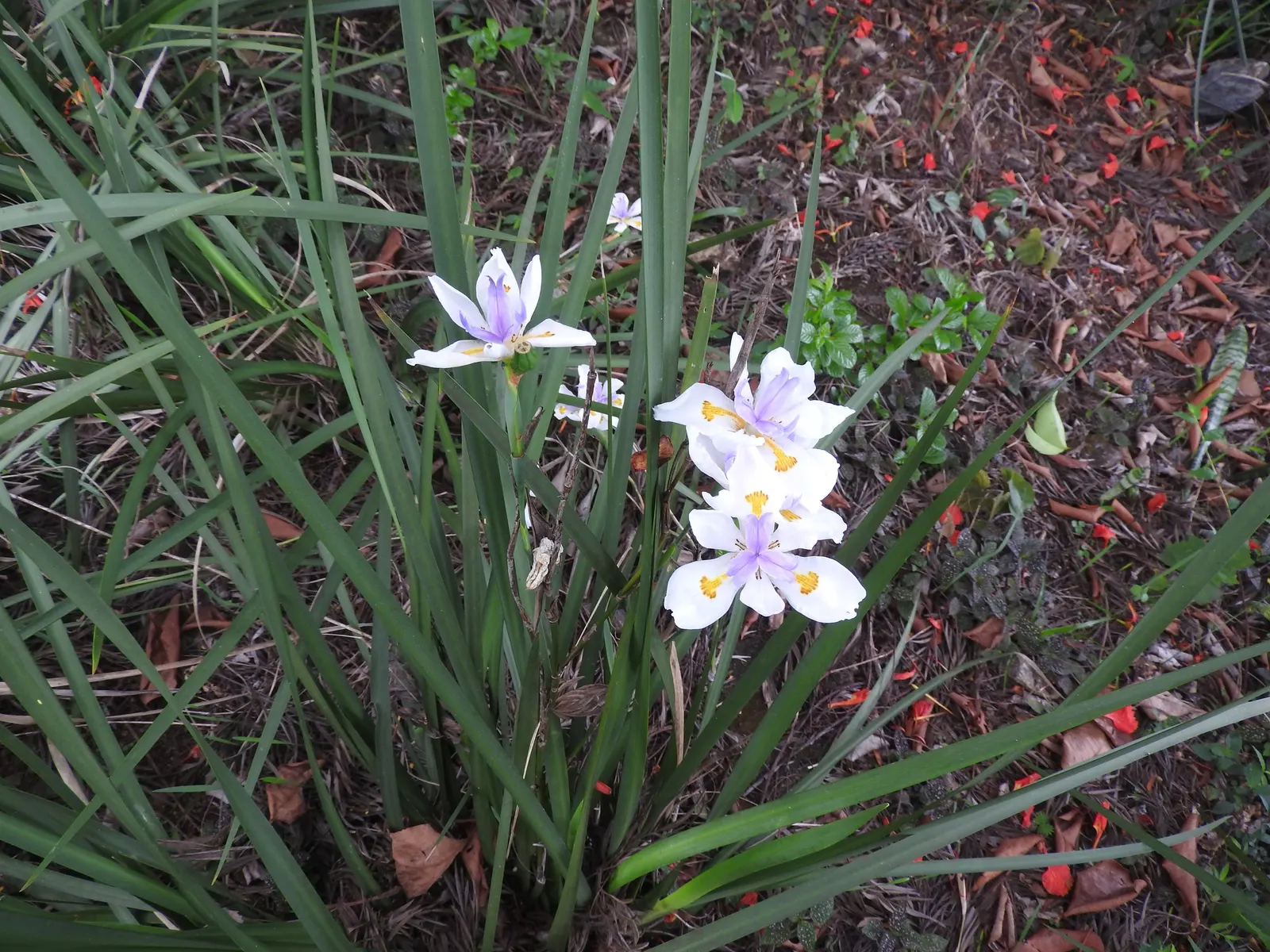 African Iris (Dietes Iridioides) — Originating in Southern Africa; it is adaptable to different soil types, image 59