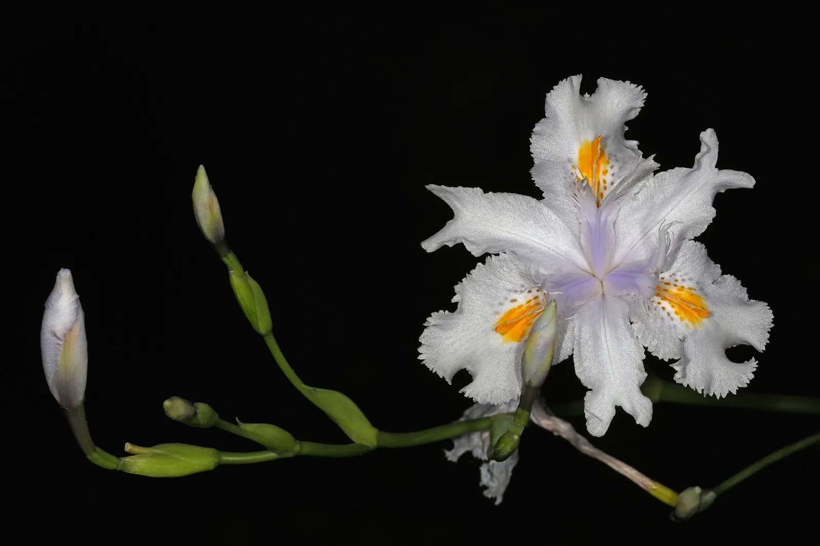 African Iris (Dietes Iridioides) — Maintenance is relatively low; removing spent flowers can encourage reblooming