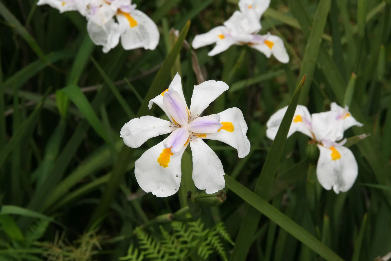 African Iris (Dietes Iridioides) — from brief droughts to occasional frosts.<br><br>This evergreen plant forms clumps of arching
