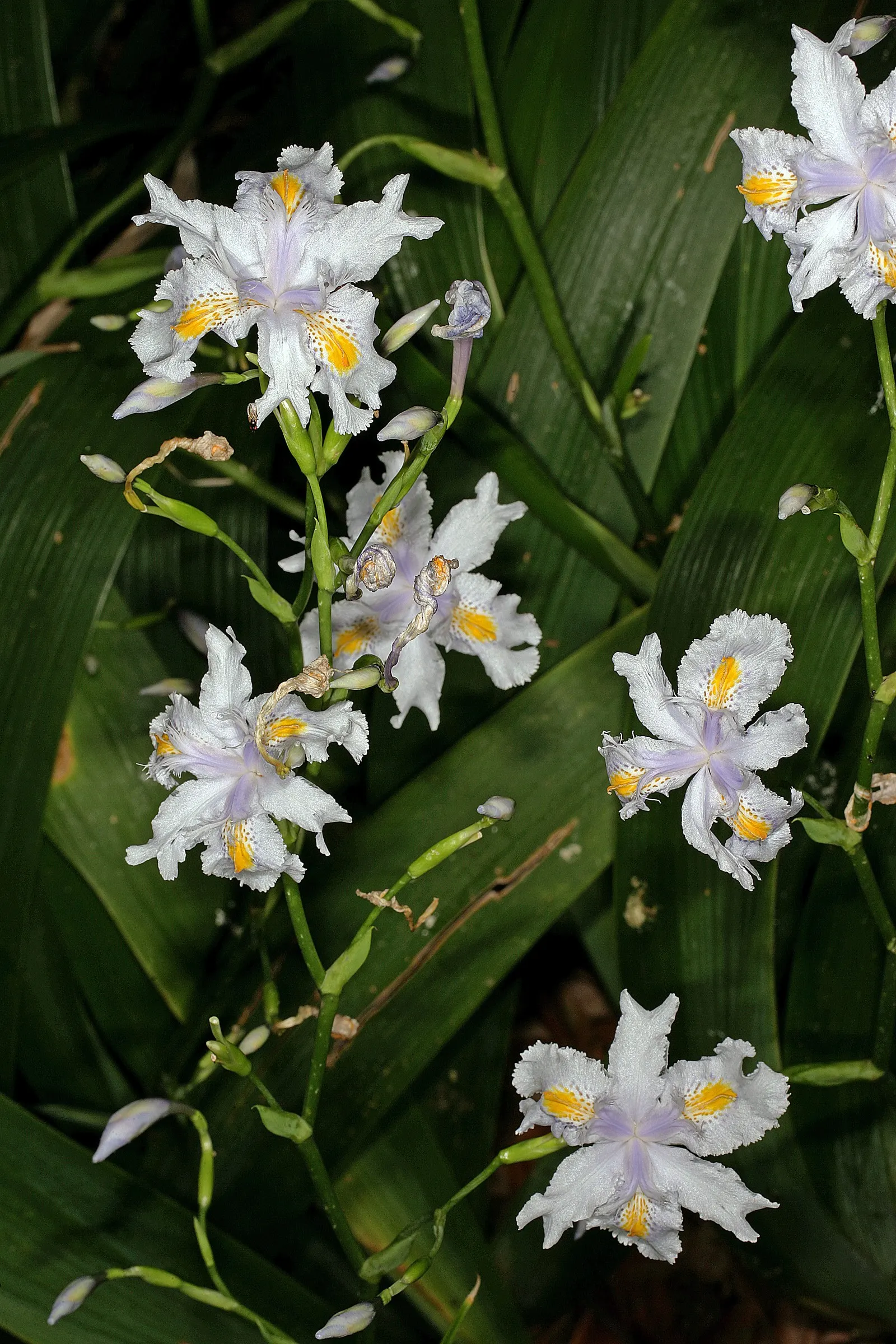 African Iris (Dietes Iridioides) — plant Dietes iridioides in well-draining soil under full sun to partial shade; perennial for full or half