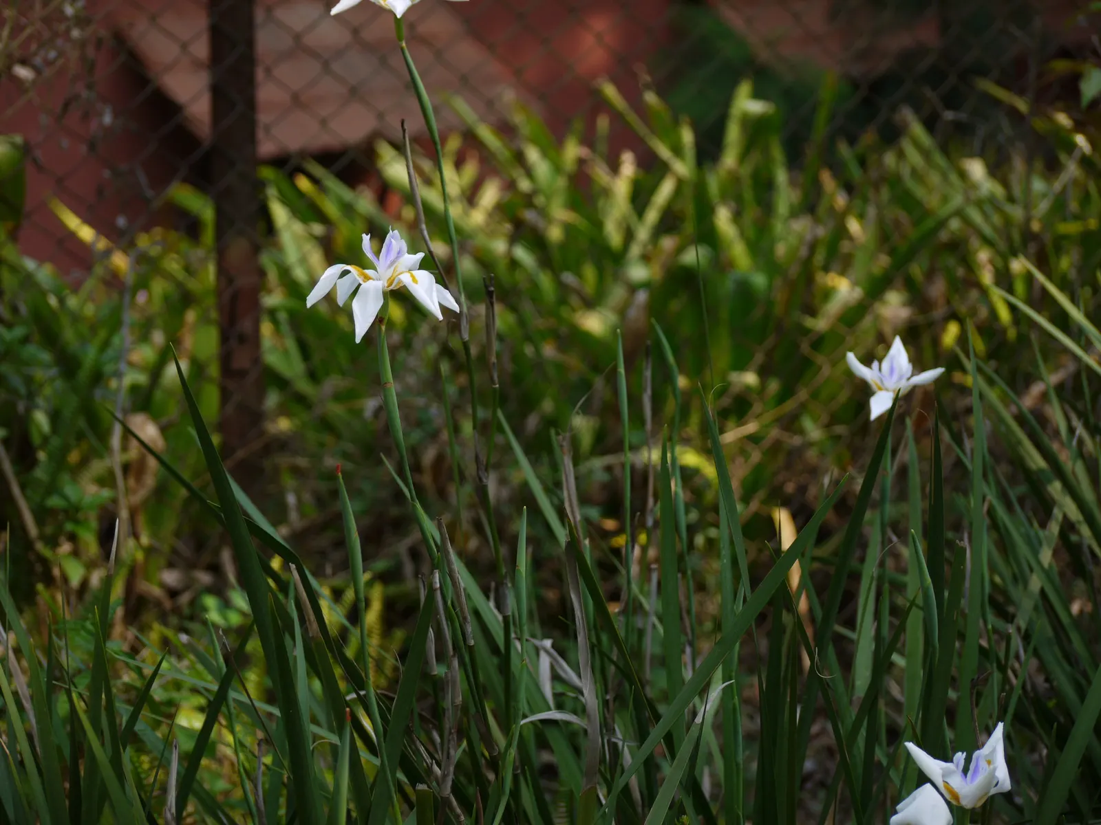 African Iris (Dietes Iridioides) — African Iris works well in mass plantings