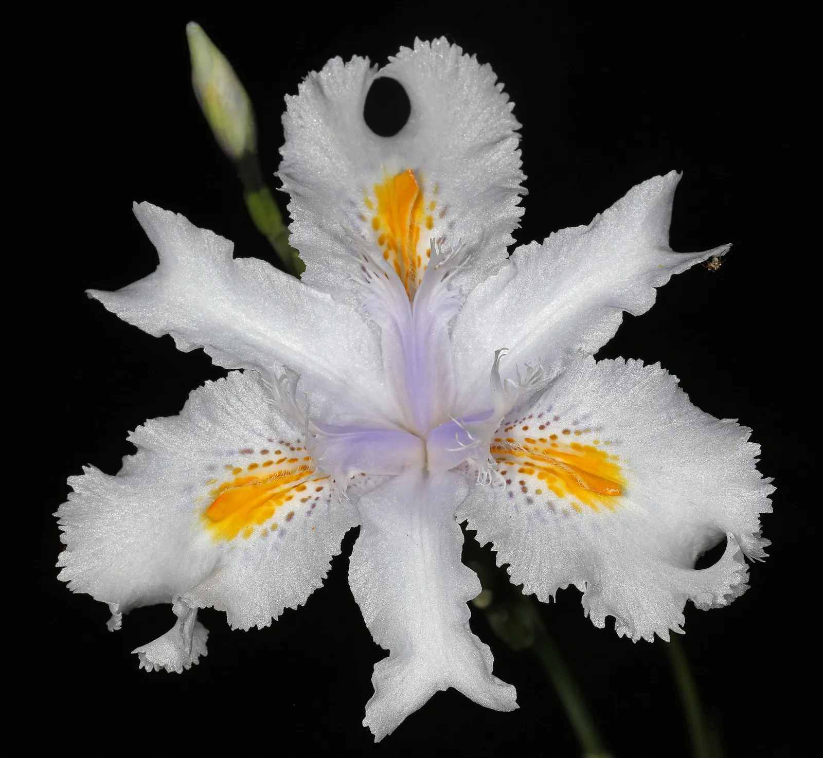 African Iris (Dietes Iridioides) — is a hardy and versatile perennial that brings graceful structure and subtle color to any landscape design; the foliage