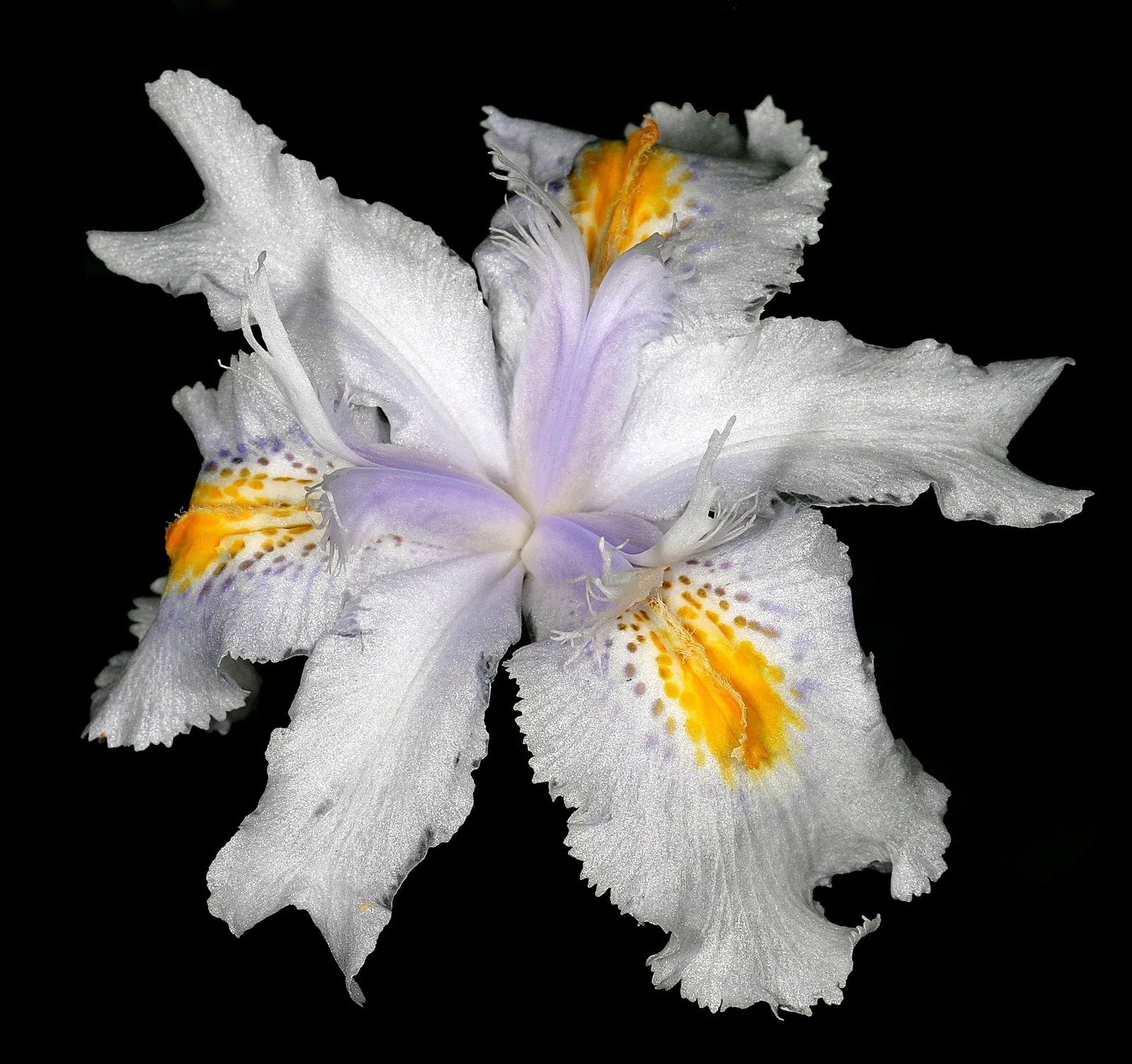 African Iris (Dietes Iridioides) — it thrives in USDA Hardiness Zones 8-11; the African Iris, Dietes iridioides, is a perennial plant flourishing, image 60