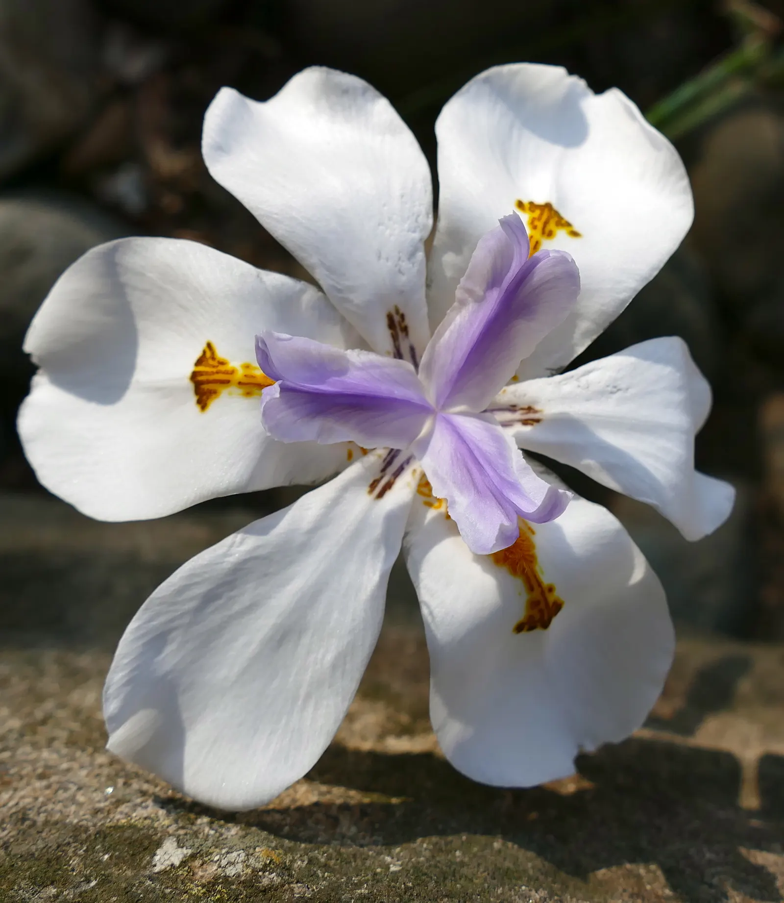 African Iris (Dietes Iridioides) — plant Dietes iridioides in well-draining soil under full sun to partial shade; perennial for full or half, image 71