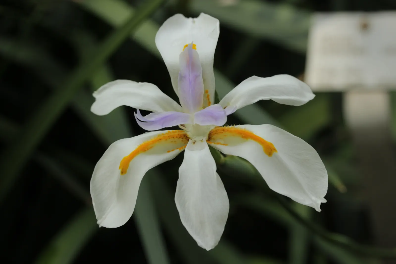 African Iris (Dietes Iridioides) — These blooms are borne on slender; low maintenance, it's ideal for accent planting and mass groupings in diverse, image 94