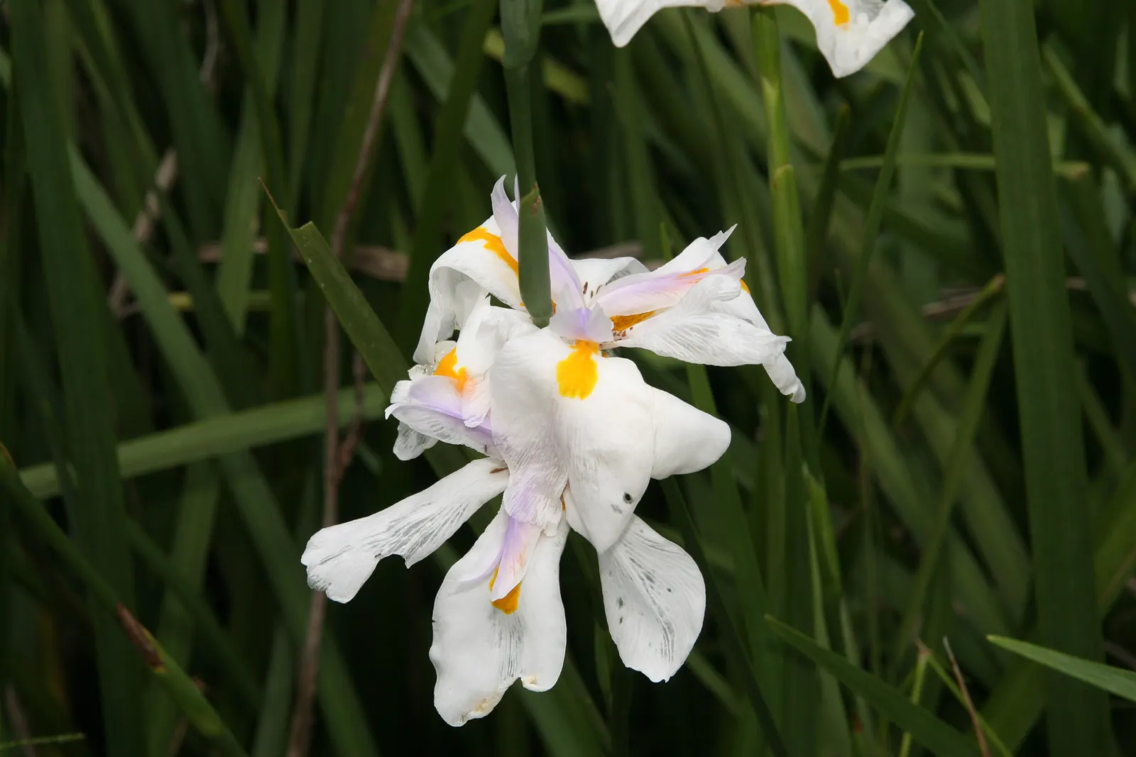 African Iris (Dietes Iridioides) — The foliage presents a light green hue and creates a dense backdrop for the star-shaped flowers