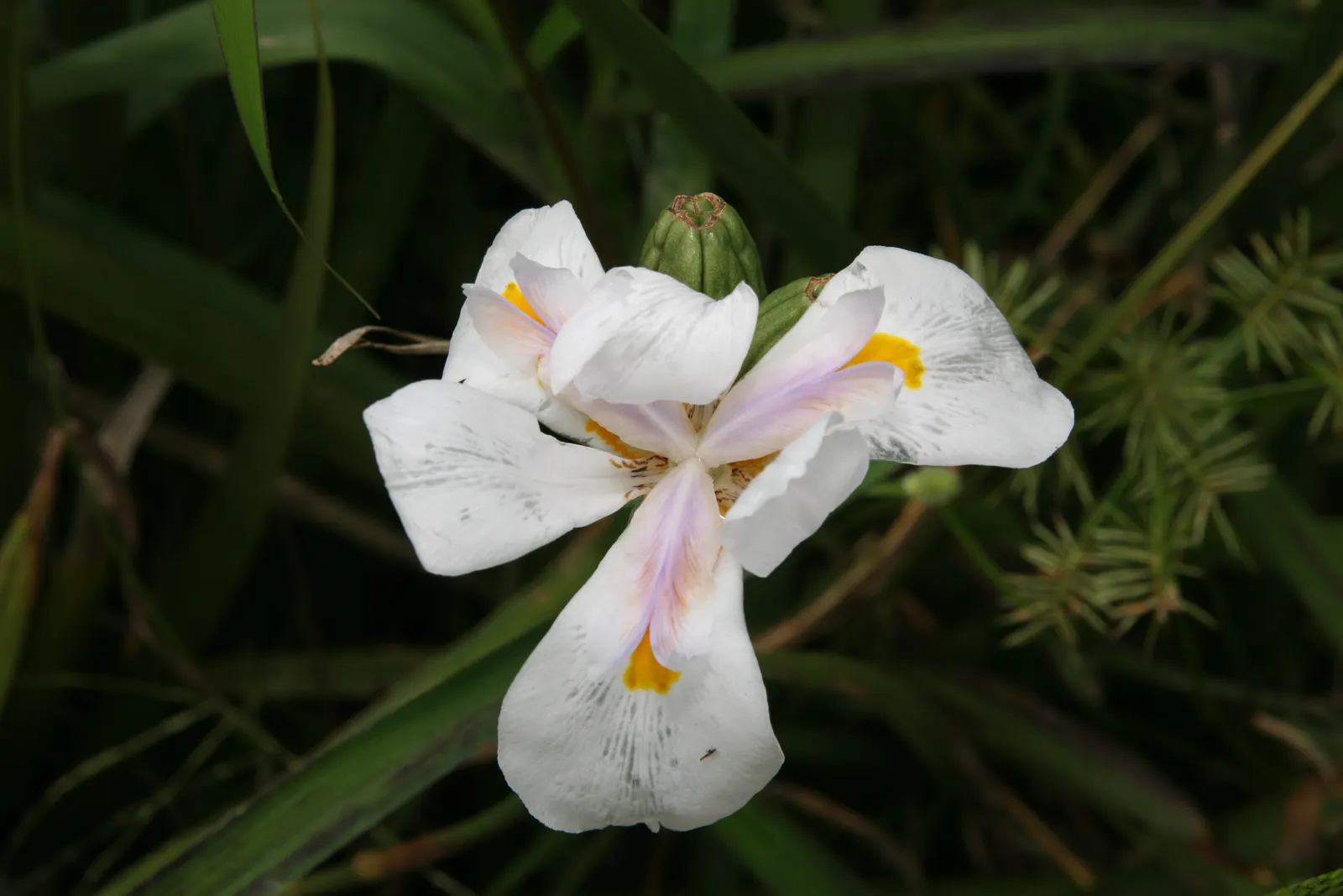 African Iris (Dietes Iridioides) — typically reaching a height of 2 to 3 feet with a similar spread; its white blossoms, marked by yellow and, image 64