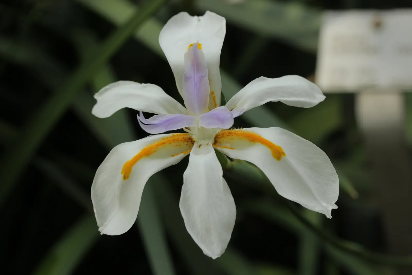 African Iris (Dietes Iridioides) — perennial for full or half; african Iris works well in mass plantings, image 78