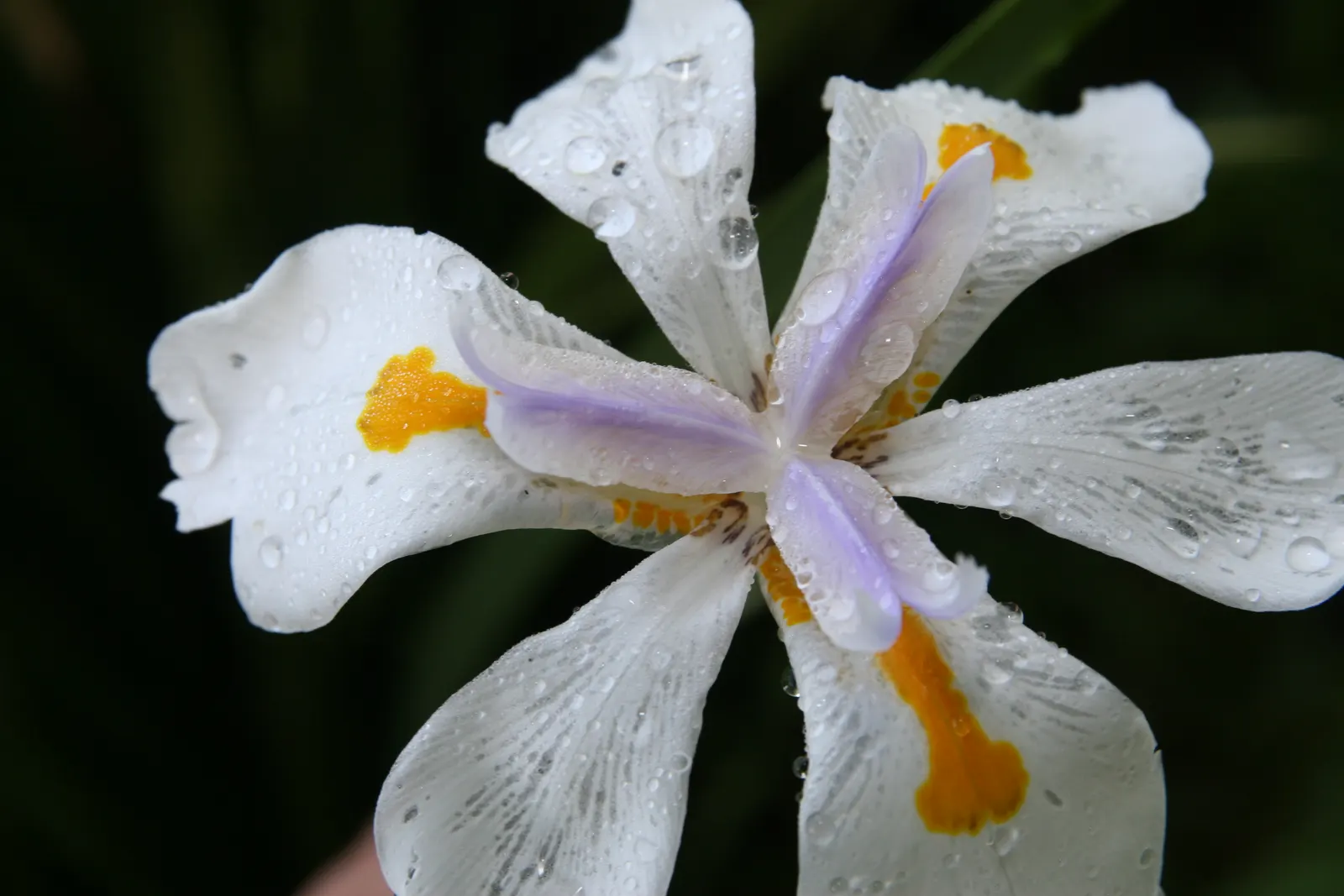 African Iris (Dietes Iridioides) — branching stalks intermittently throughout the year; typically reaching a height of 2 to 3 feet with a similar spread