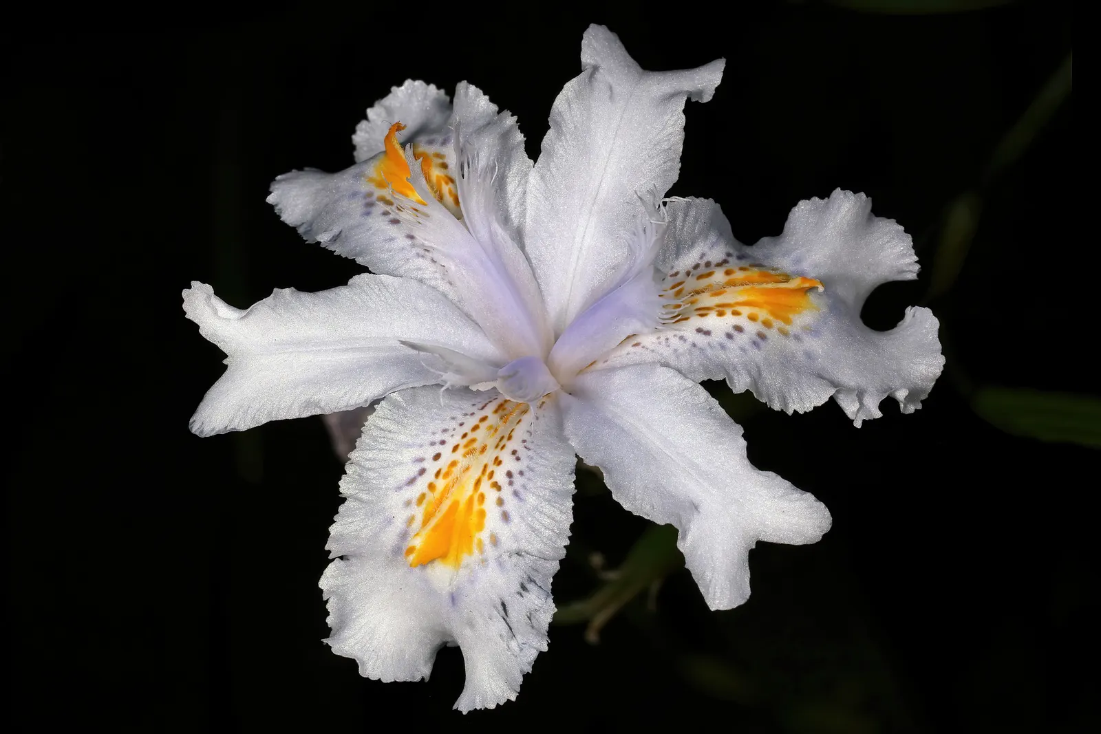 African Iris (Dietes Iridioides) — Low maintenance, it's ideal for accent planting and mass groupings in diverse landscape designs