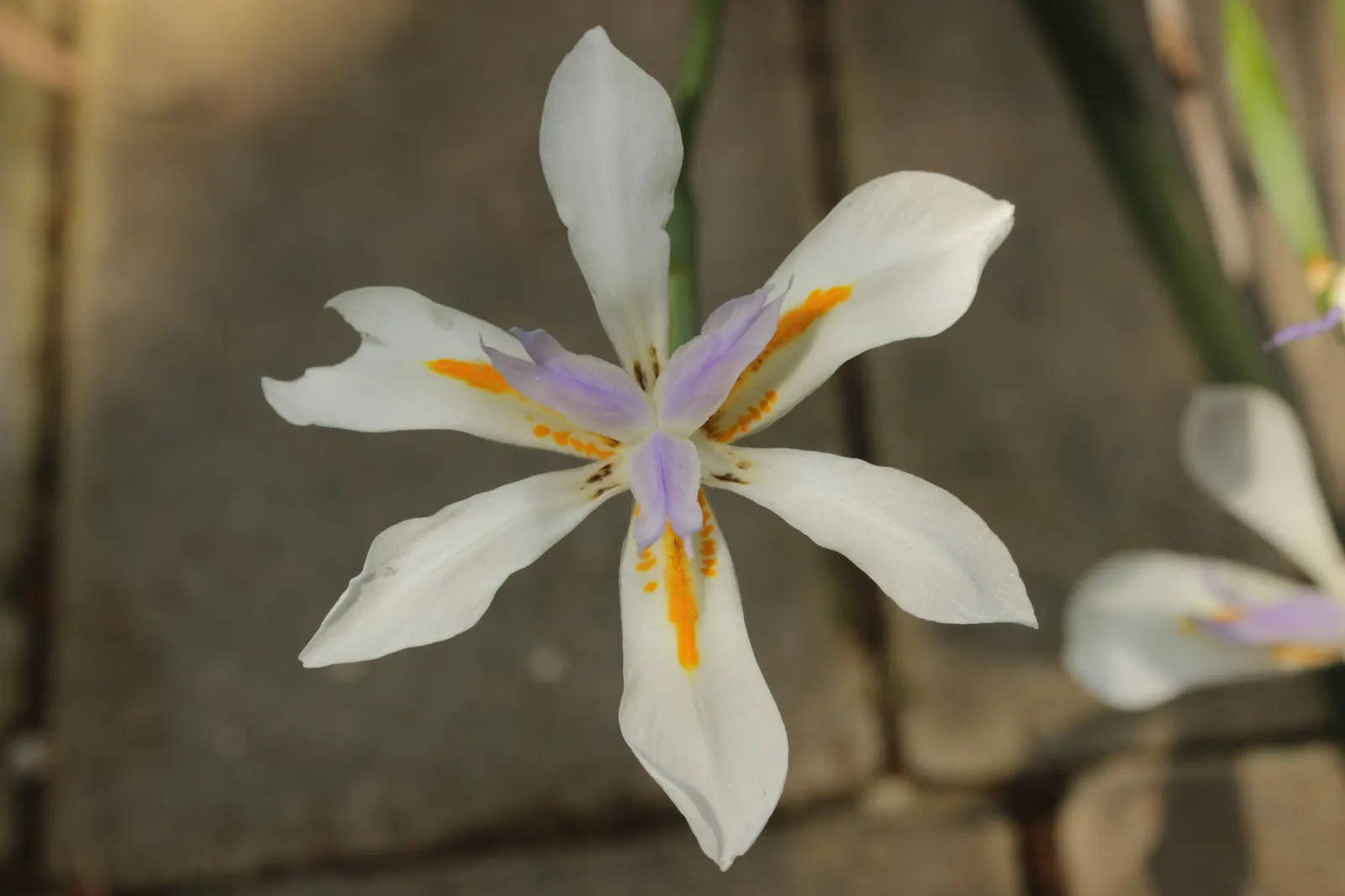 African Iris (Dietes Iridioides) — Low maintenance, it's ideal for accent planting and mass groupings in diverse landscape designs; is a hardy and, image 83