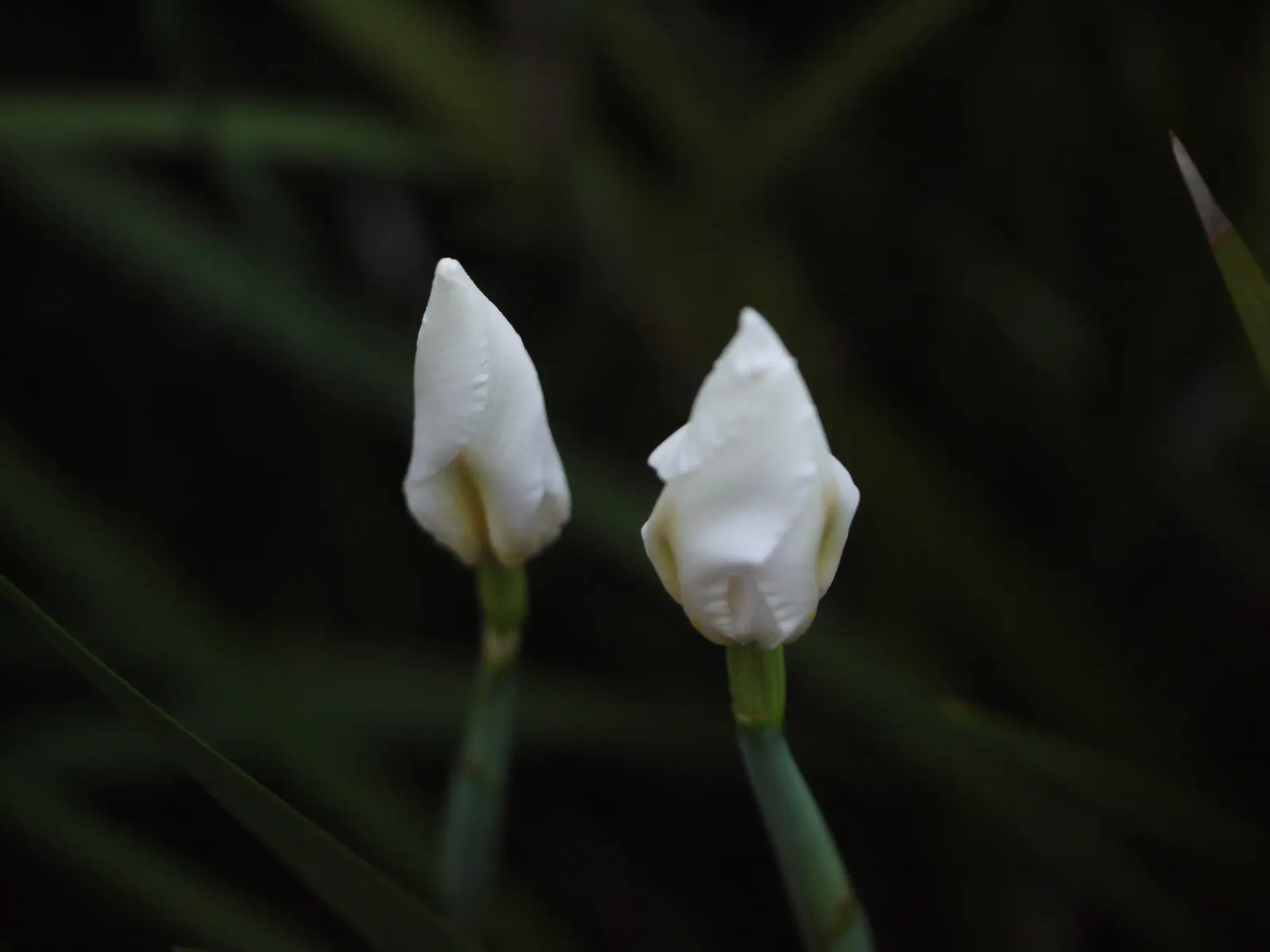 African Iris (Dietes Iridioides) — plant Dietes iridioides in well-draining soil under full sun to partial shade