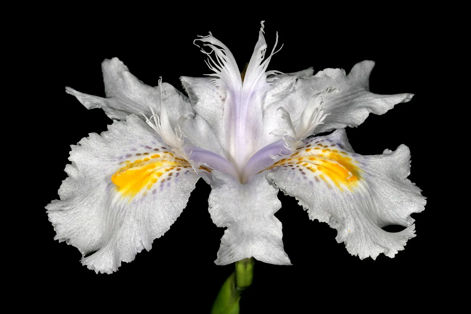 African Iris (Dietes Iridioides) — Its white blossoms, marked by yellow and violet accents, open intermittently in spring and summer; peaking in, image 55