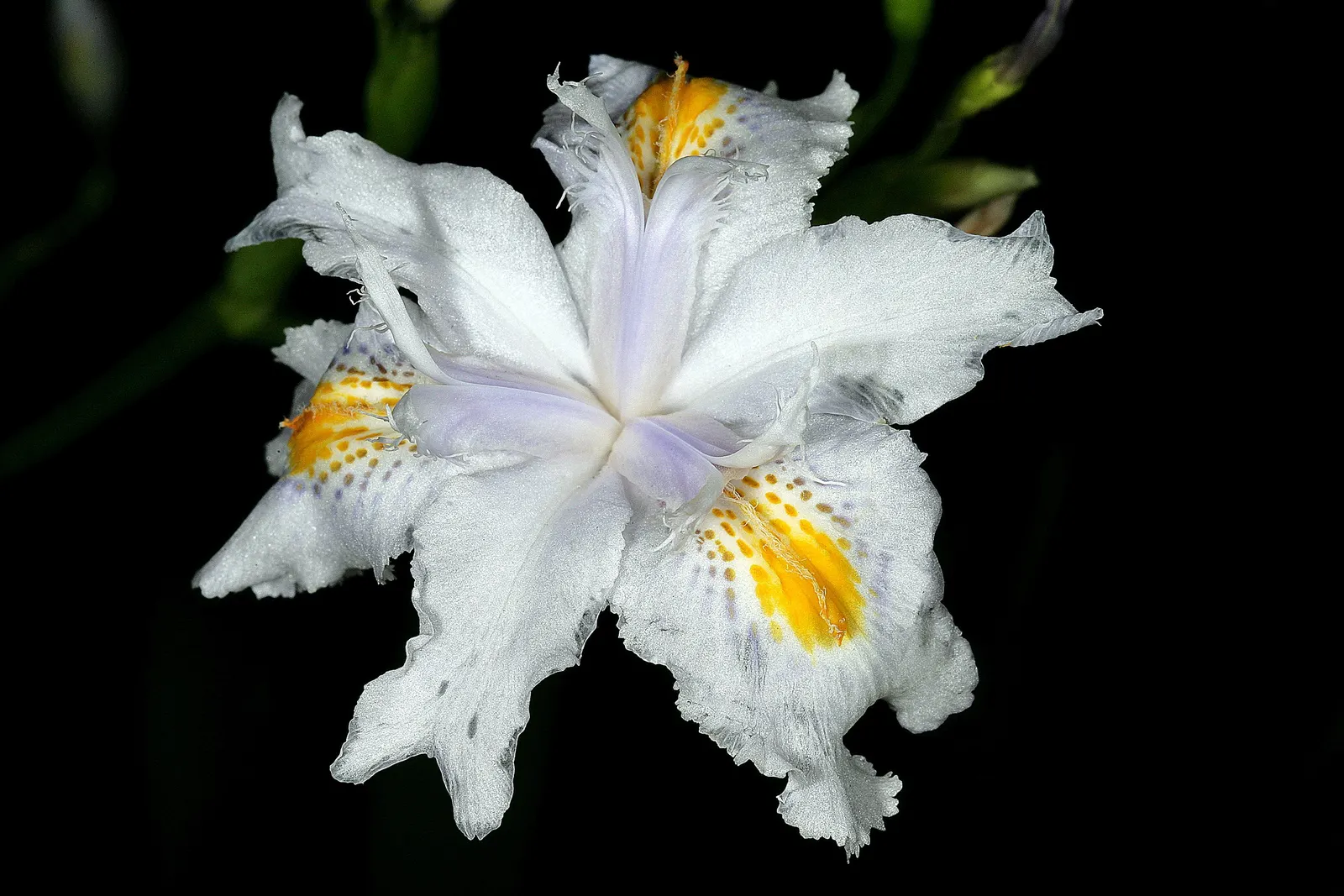 African Iris (Dietes Iridioides) — showing remarkable tolerance to a range of conditions; it thrives in USDA Hardiness Zones 8-11