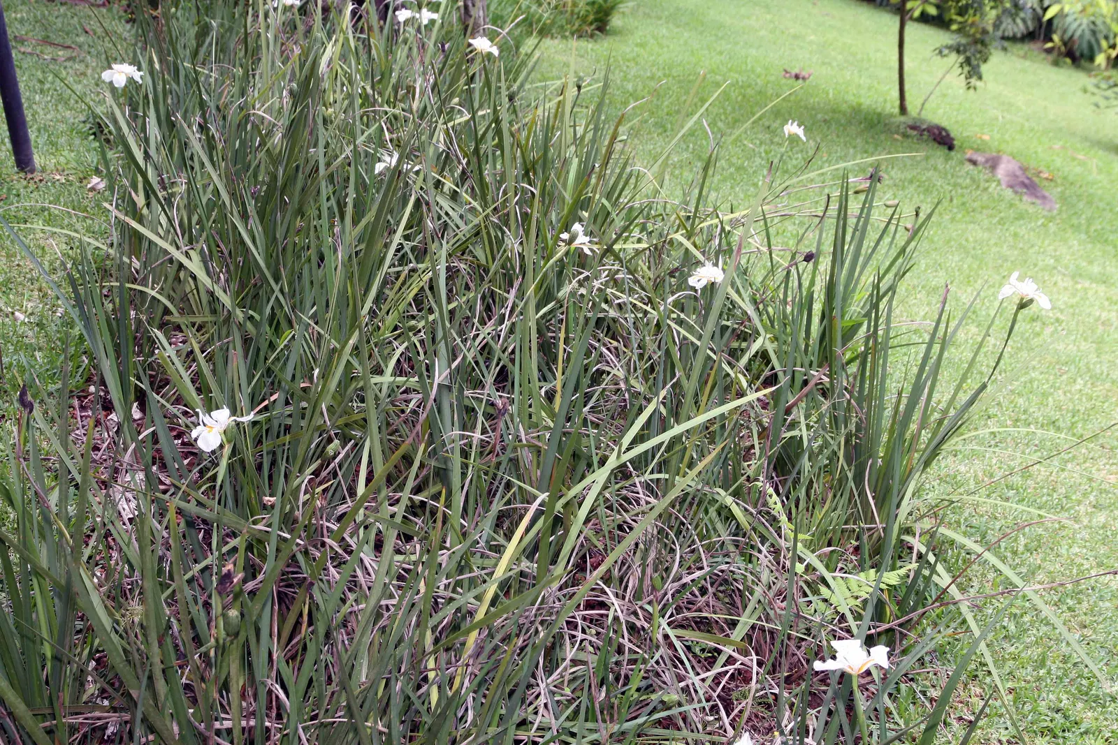 African Iris (Dietes Iridioides) — Low maintenance, it's ideal for accent planting and mass groupings in diverse landscape designs; is a hardy and versatile