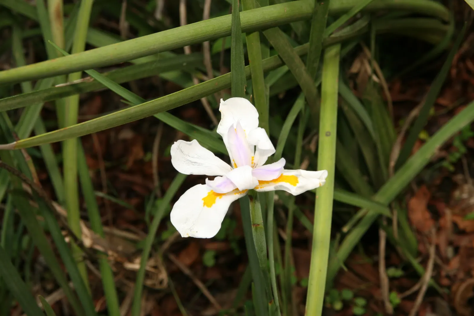 African Iris (Dietes Iridioides) — The foliage presents a light green hue and creates a dense backdrop for the star-shaped flowers; from brief droughts to