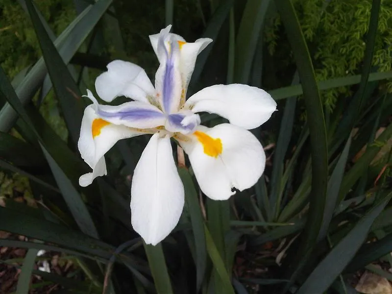 African Iris (Dietes Iridioides) — perennial with multi-colored and white blooms