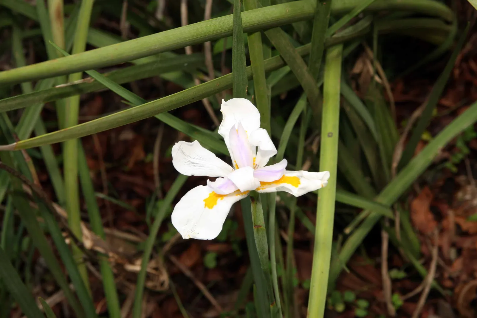 African Iris (Dietes Iridioides) — peaking in late spring through summer.<br><br>For optimal growth; plant Dietes iridioides in well-draining soil under full