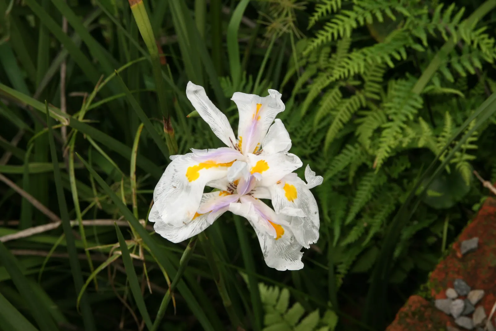 African Iris (Dietes Iridioides) — it thrives in USDA Hardiness Zones 8-11; the African Iris, Dietes iridioides, is a perennial plant flourishing in USDA zones
