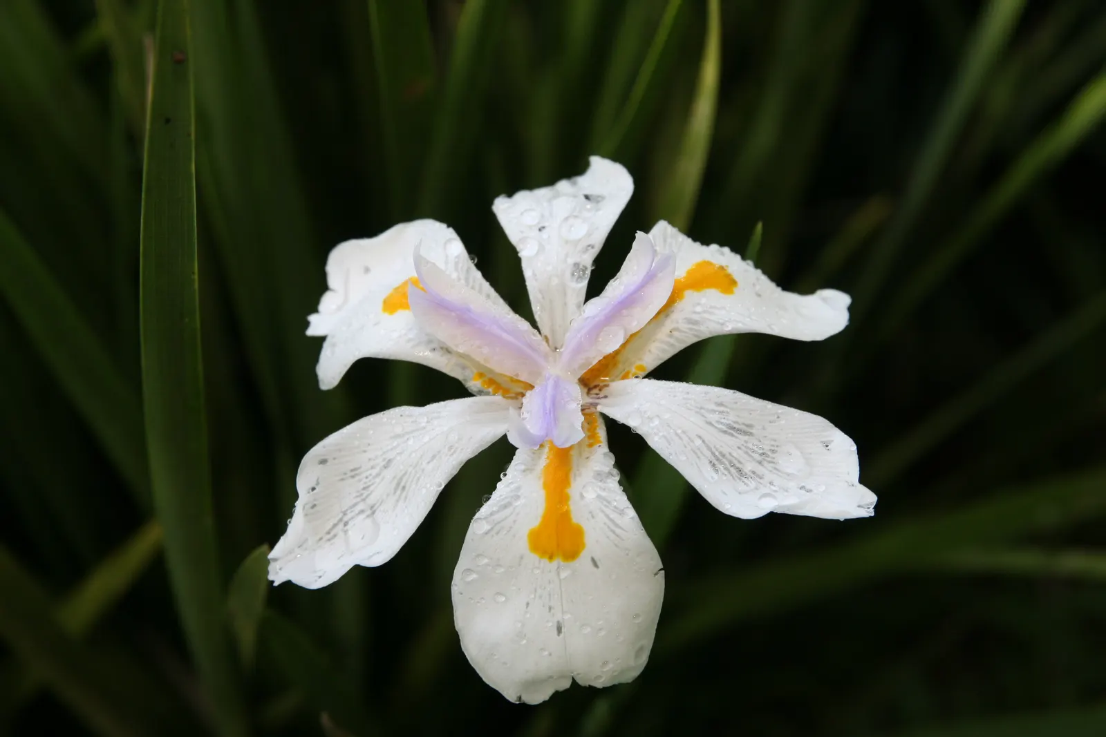 African Iris (Dietes Iridioides) — The African Iris, Dietes iridioides, is a perennial plant flourishing in USDA zones 8-11; it thrives in full sun to partial