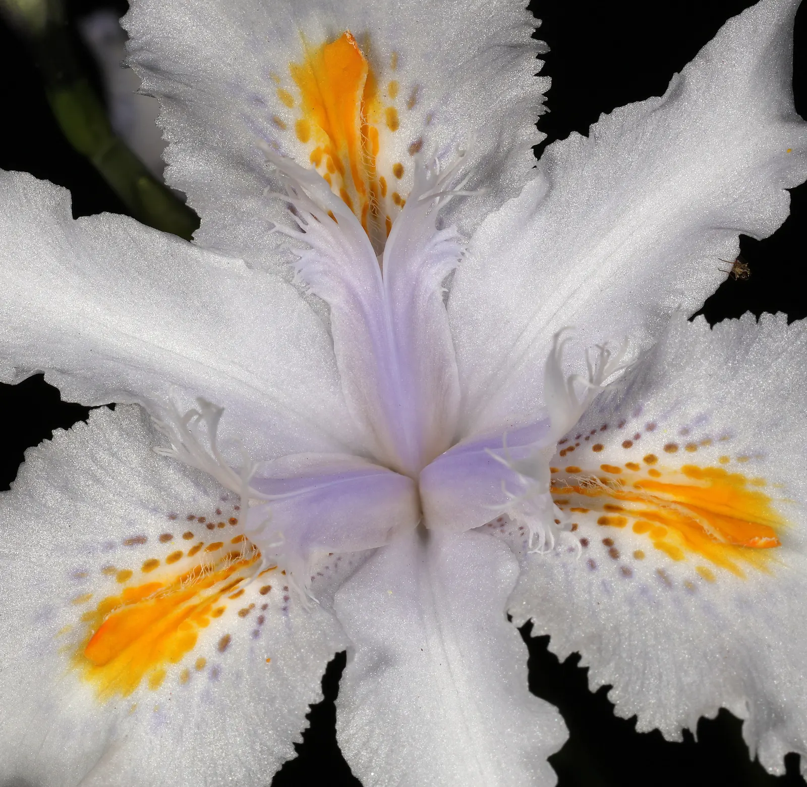 African Iris (Dietes Iridioides) — Reaching 2-3ft in height and spread, it exhibits a clumping habit with slender, arching leaves; emanating from rhizomatous