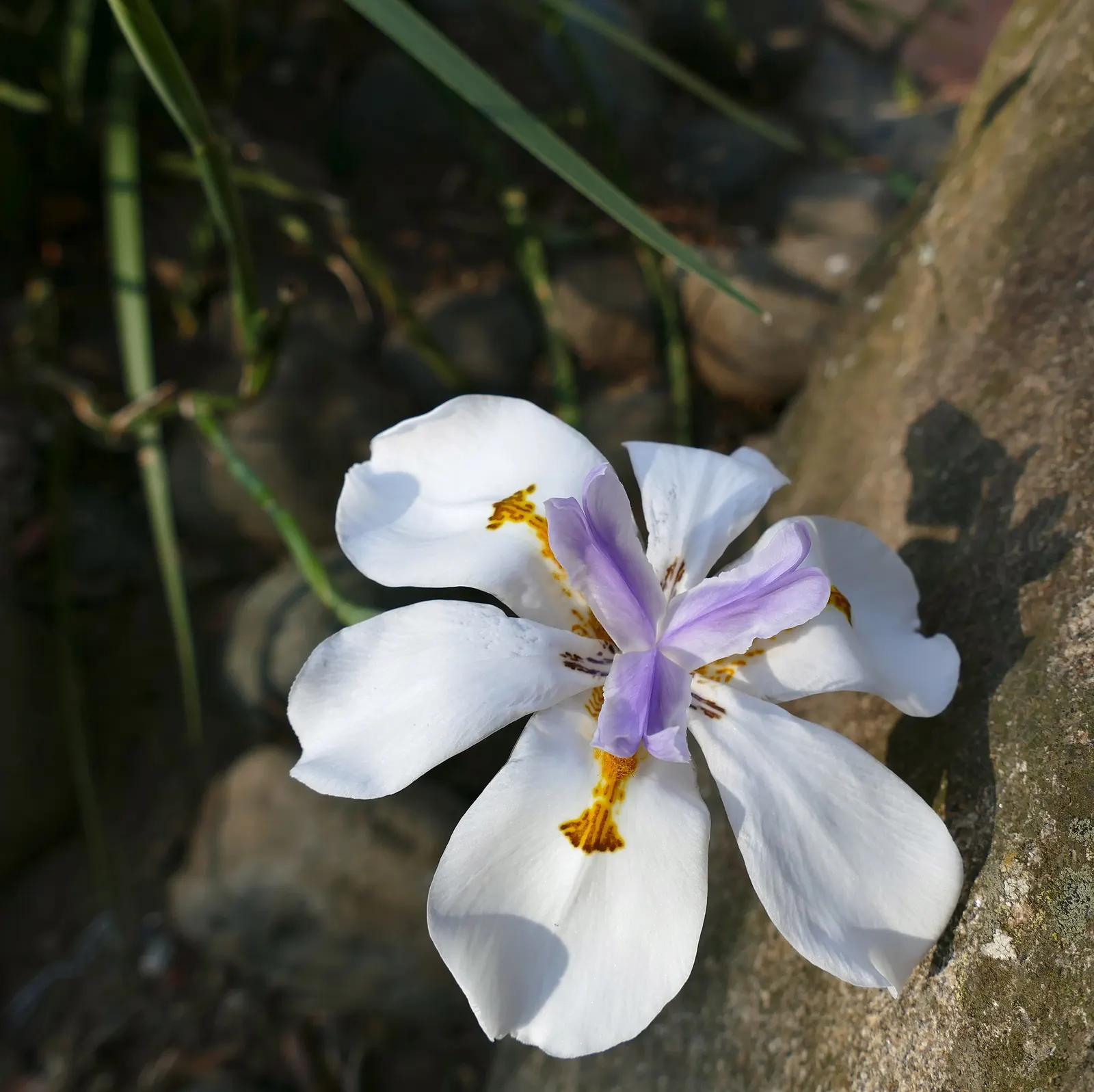 African Iris (Dietes Iridioides) — These blooms are borne on slender; low maintenance, it's ideal for accent planting and mass groupings in diverse, image 68