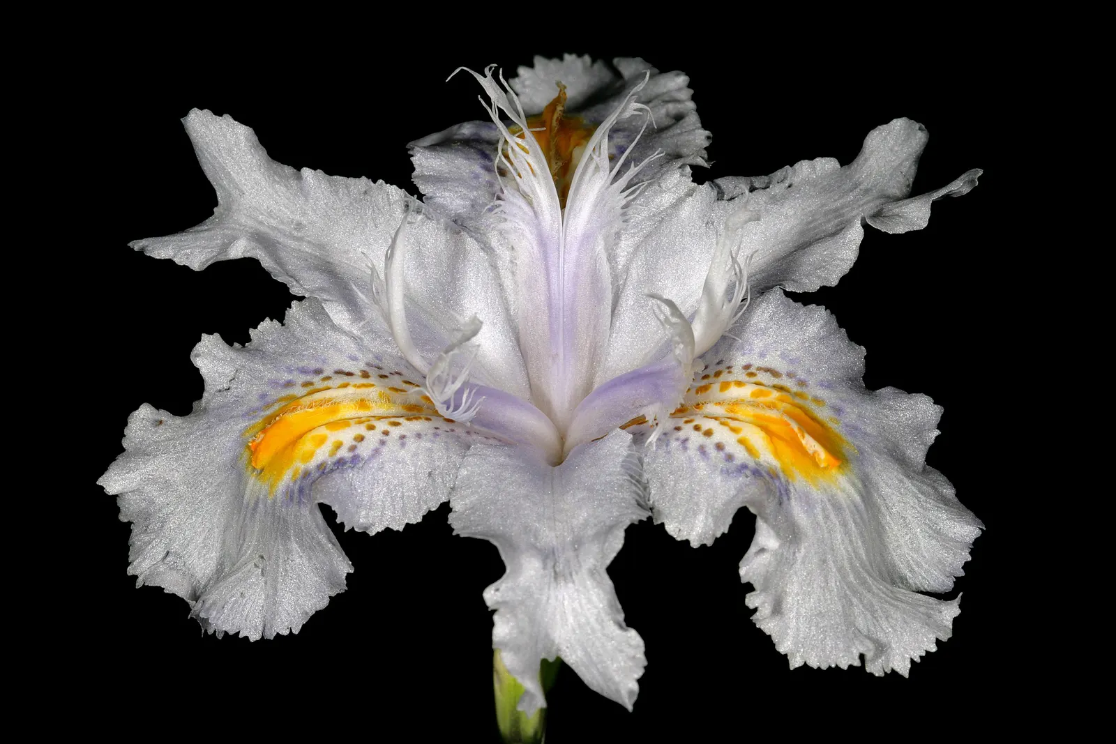 African Iris (Dietes Iridioides) — display pristine white petals marked with delicate yellow and violet-blue patterns; multi-colored and white, image 67