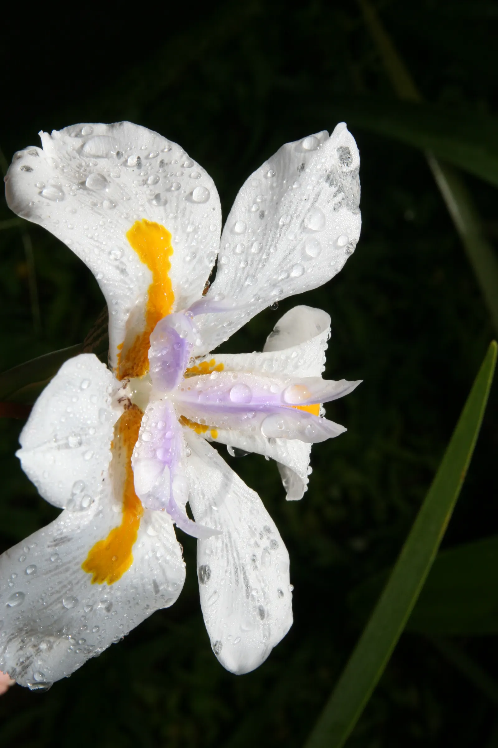 African Iris (Dietes Iridioides) — perennial for full or half