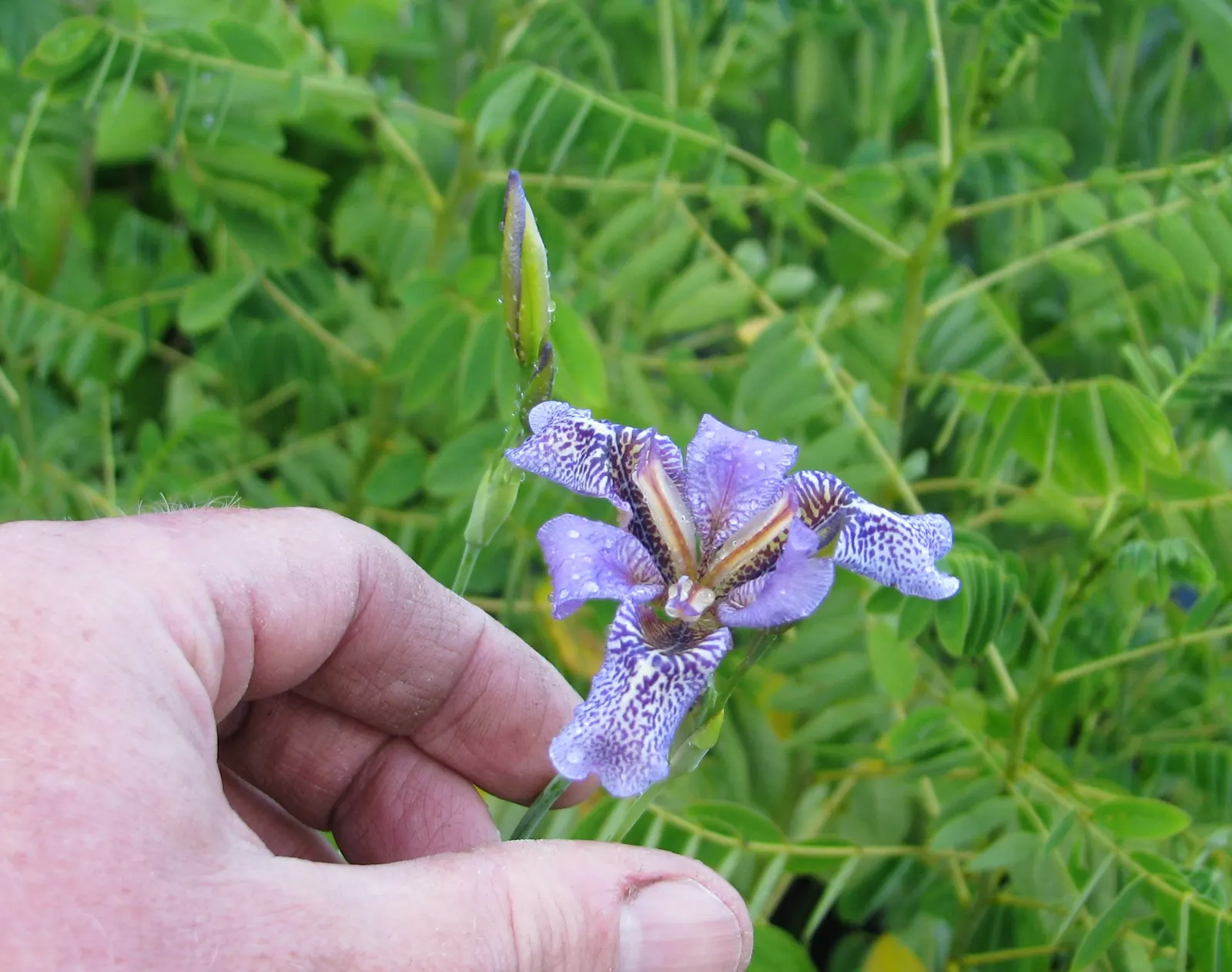 African Iris (Dietes Iridioides) — emanating from rhizomatous rootstalks