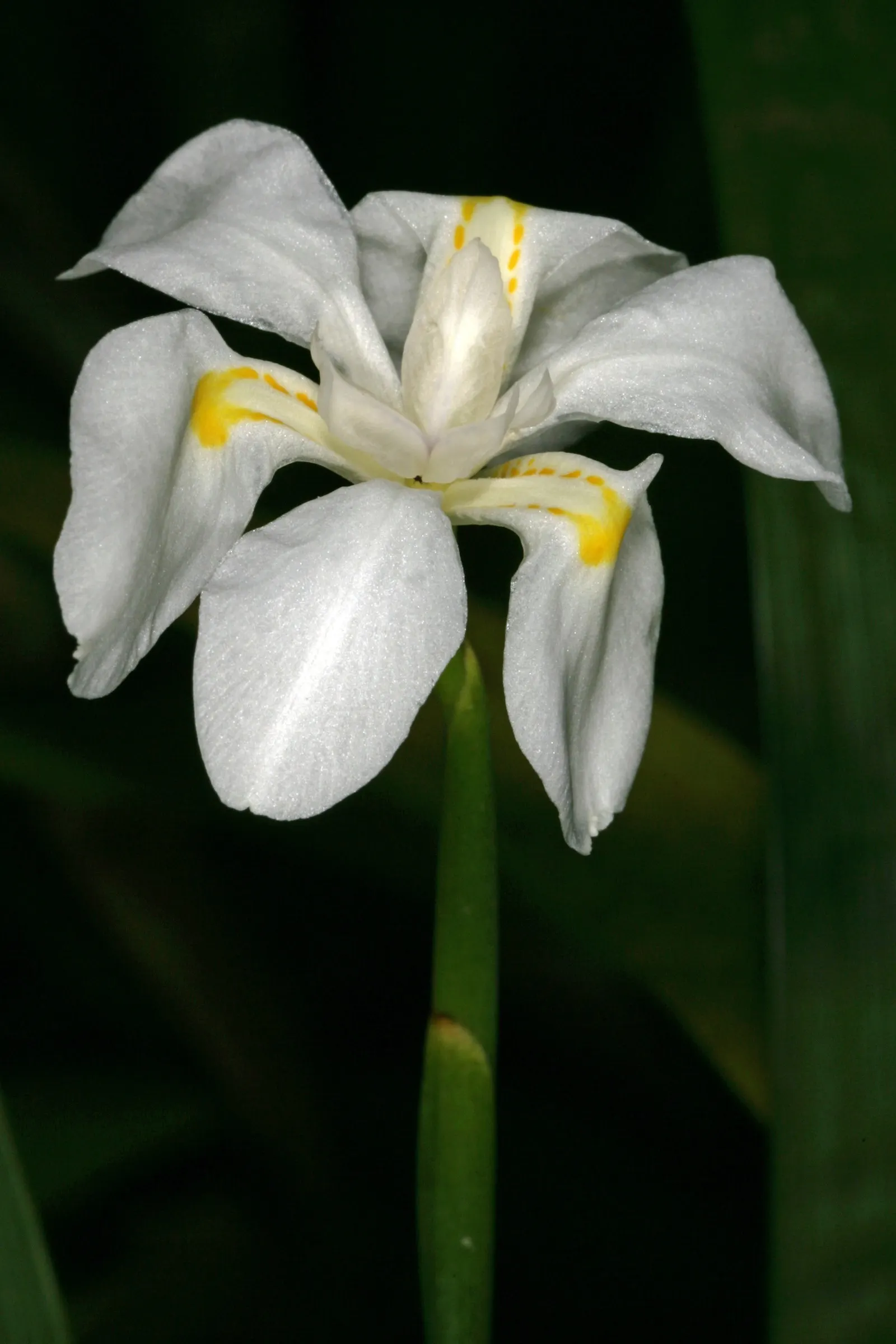 African Iris (Dietes Iridioides) — typically reaching a height of 2 to 3 feet with a similar spread