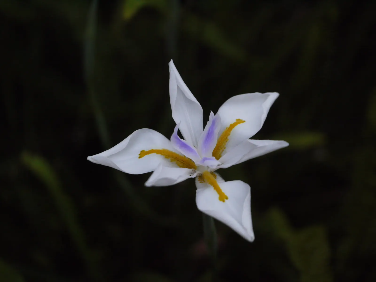 African Iris (Dietes Iridioides) — Reaching 2-3ft in height and spread, it exhibits a clumping habit with slender, arching leaves; emanating from, image 80