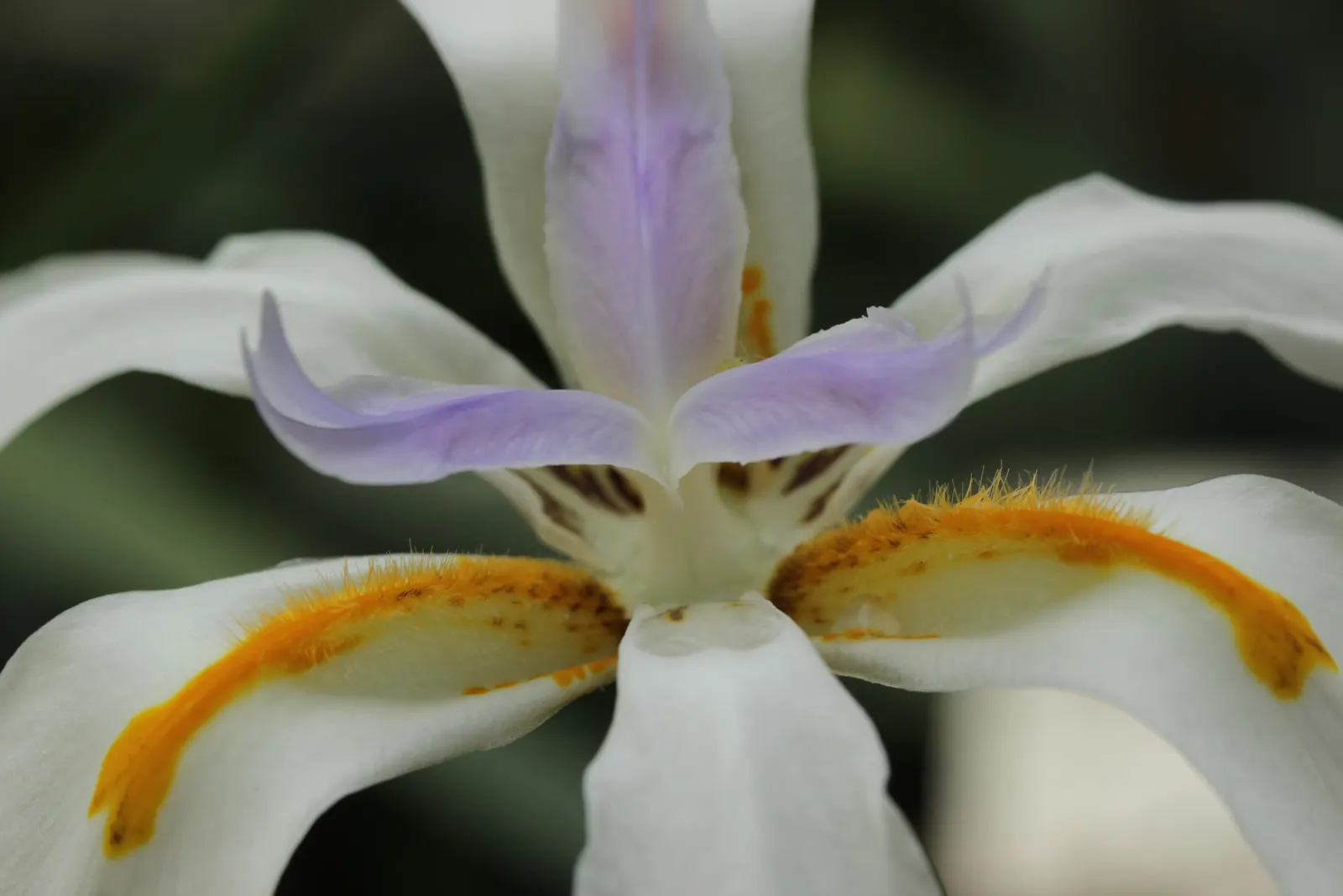 African Iris (Dietes Iridioides) — from brief droughts to occasional frosts.<br><br>This evergreen plant forms clumps of arching; display pristine, image 62