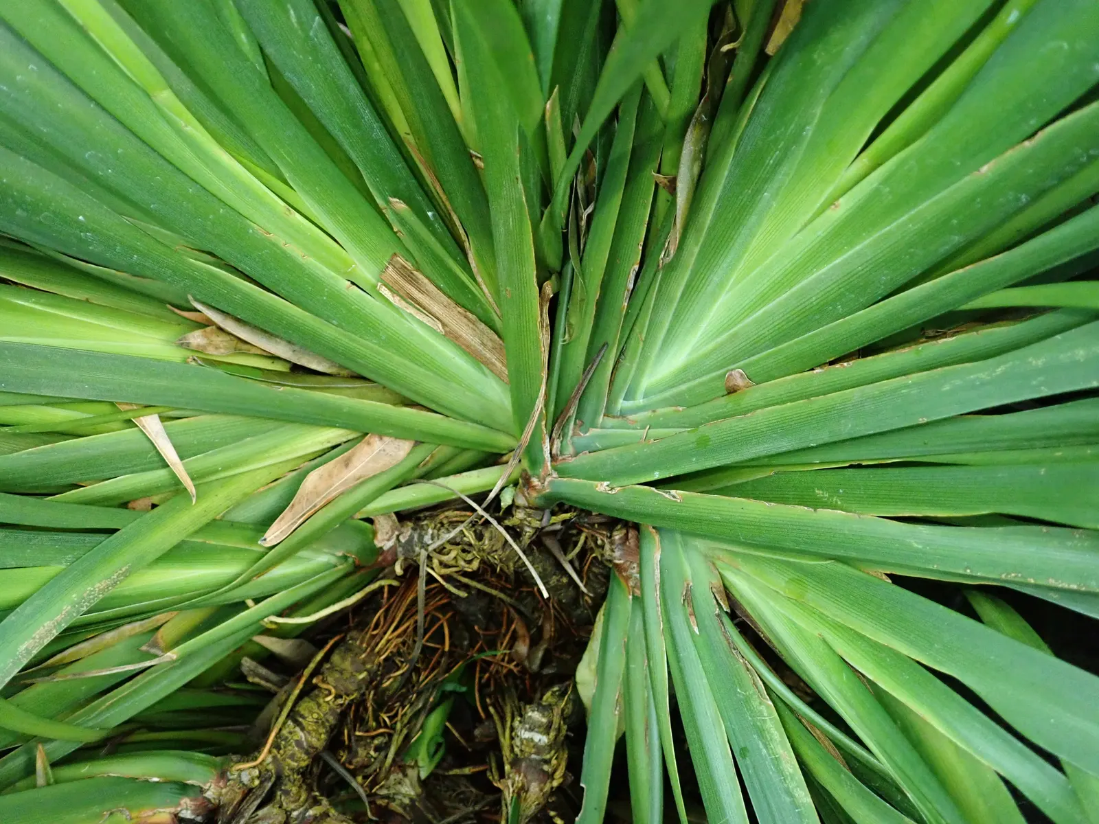 African Iris (Dietes Iridioides) — showing remarkable tolerance to a range of conditions; it thrives in USDA Hardiness Zones 8-11, image 87