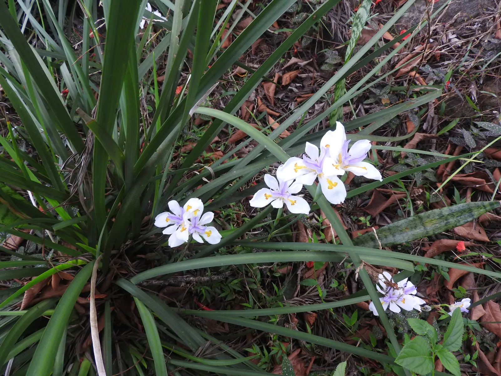African Iris (Dietes Iridioides) — perennial with multi-colored and white blooms; these blooms are borne on slender