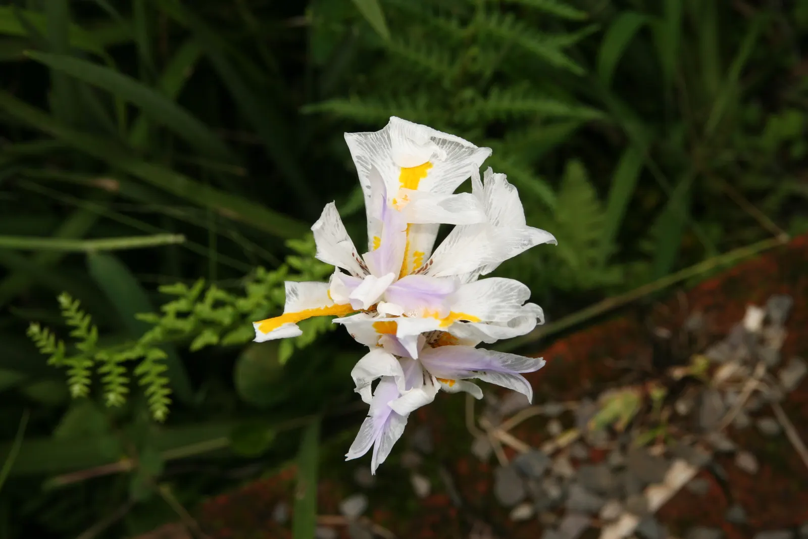 African Iris (Dietes Iridioides) — perennial with multi-colored and white blooms; these blooms are borne on slender, image 77