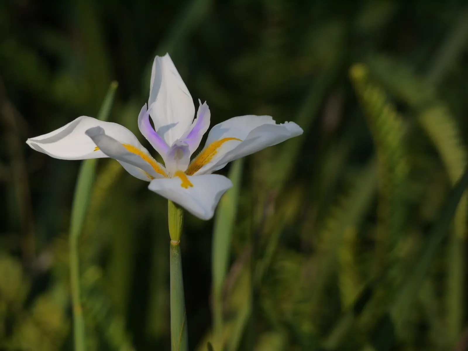 African Iris (Dietes Iridioides) — Reaching 2-3ft in height and spread, it exhibits a clumping habit with slender, arching leaves