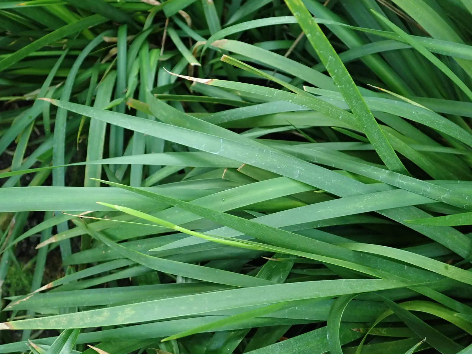 African Iris (Dietes Iridioides) — is a hardy and versatile perennial that brings graceful structure and subtle color to any landscape design; the, image 84