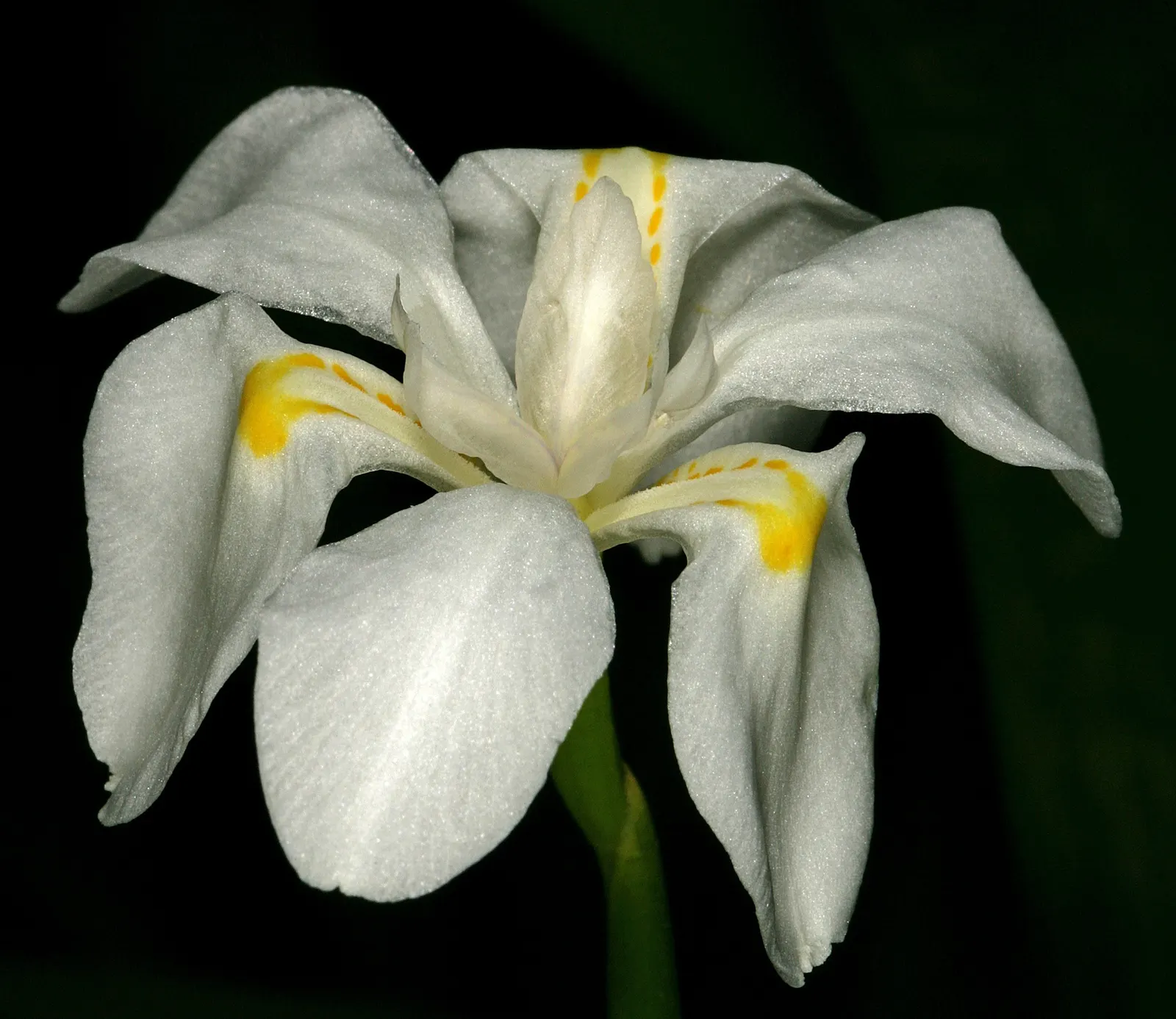 African Iris (Dietes Iridioides) — is a hardy and versatile perennial that brings graceful structure and subtle color to any landscape design