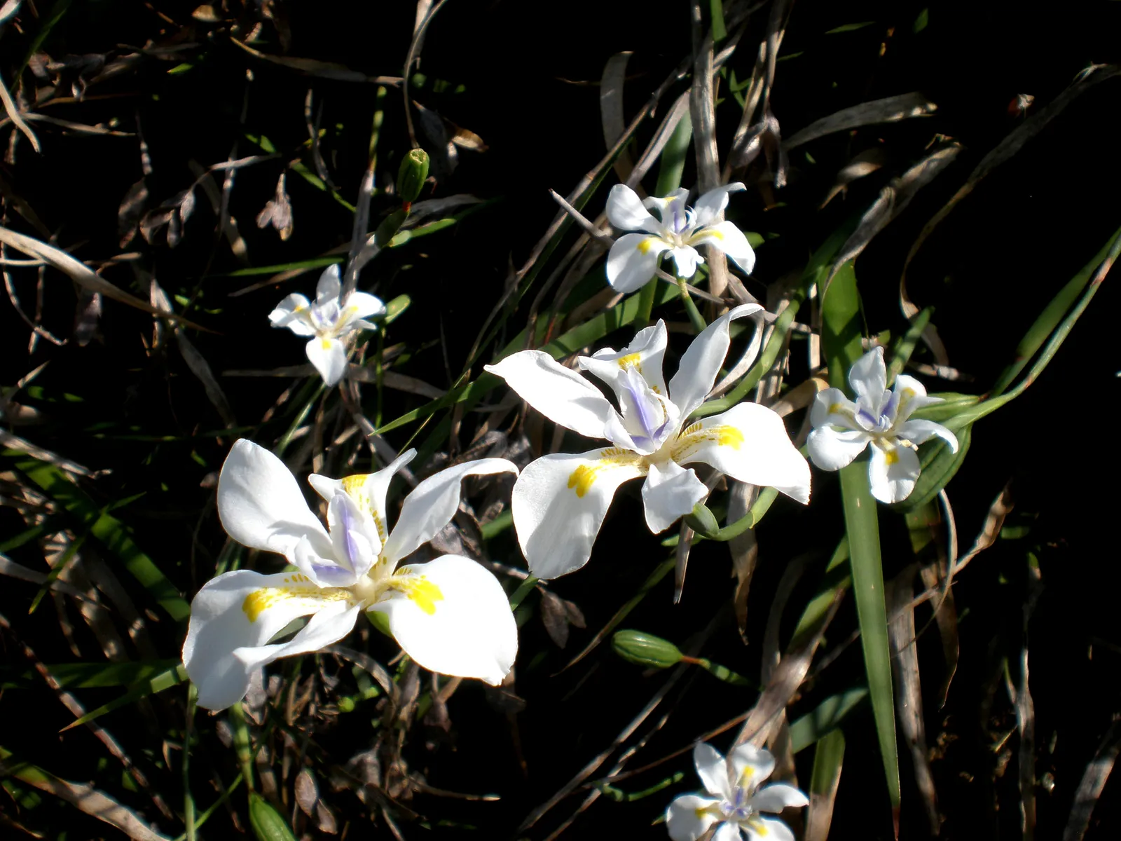 African Iris (Dietes Iridioides) — These blooms are borne on slender