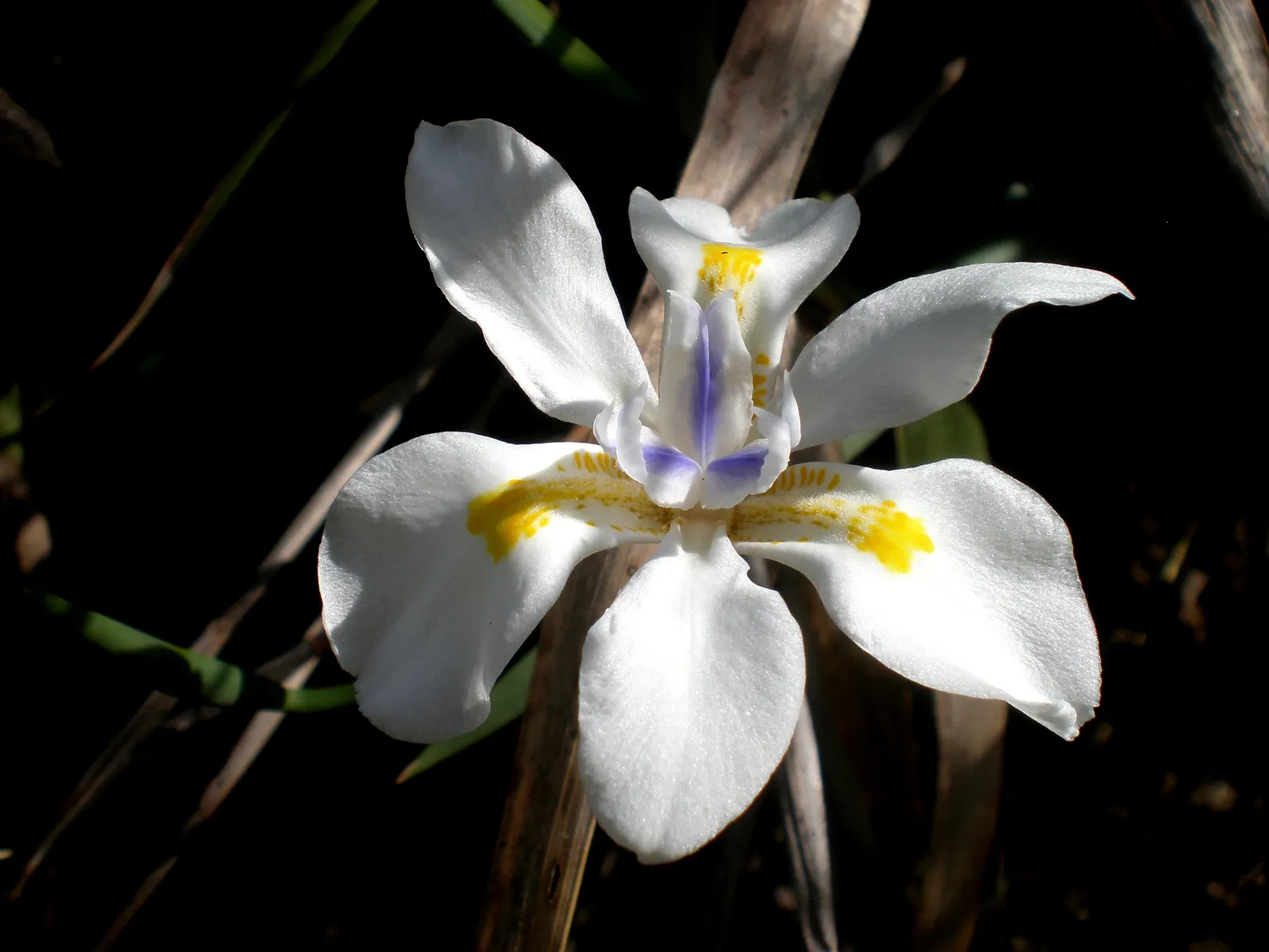 African Iris (Dietes Iridioides) — peaking in late spring through summer.<br><br>For optimal growth; plant Dietes iridioides in well-draining soil, image 70