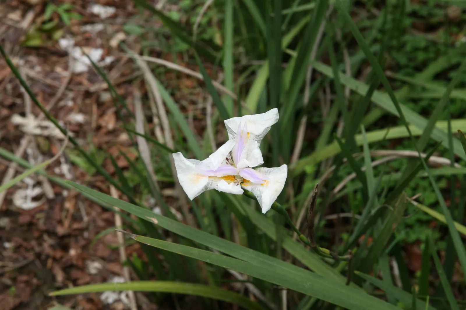 African Iris (Dietes Iridioides) — Maintenance is relatively low; removing spent flowers can encourage reblooming; but benefits from a layer of mulch to